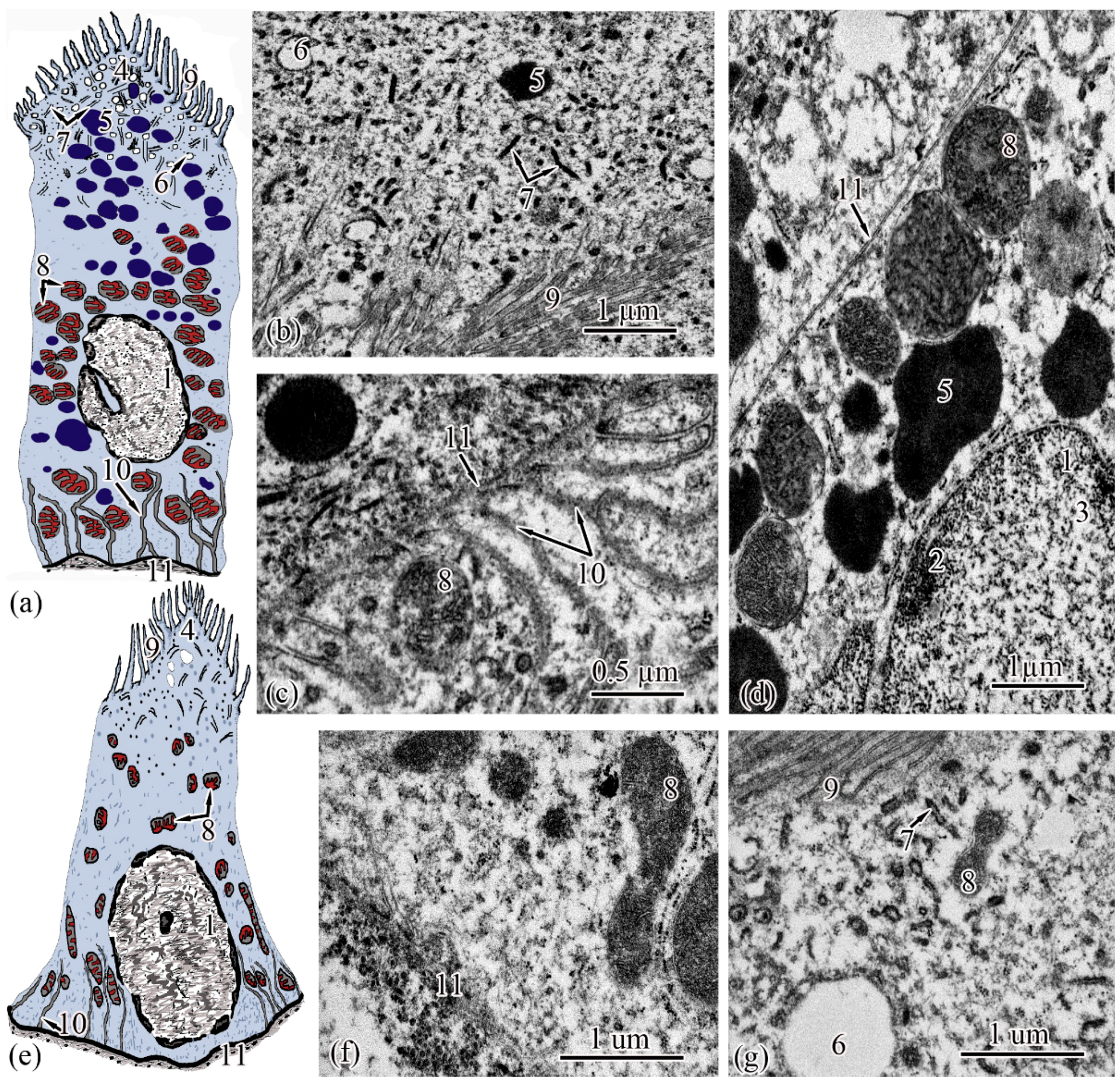 Biology 11 01374 g004 550