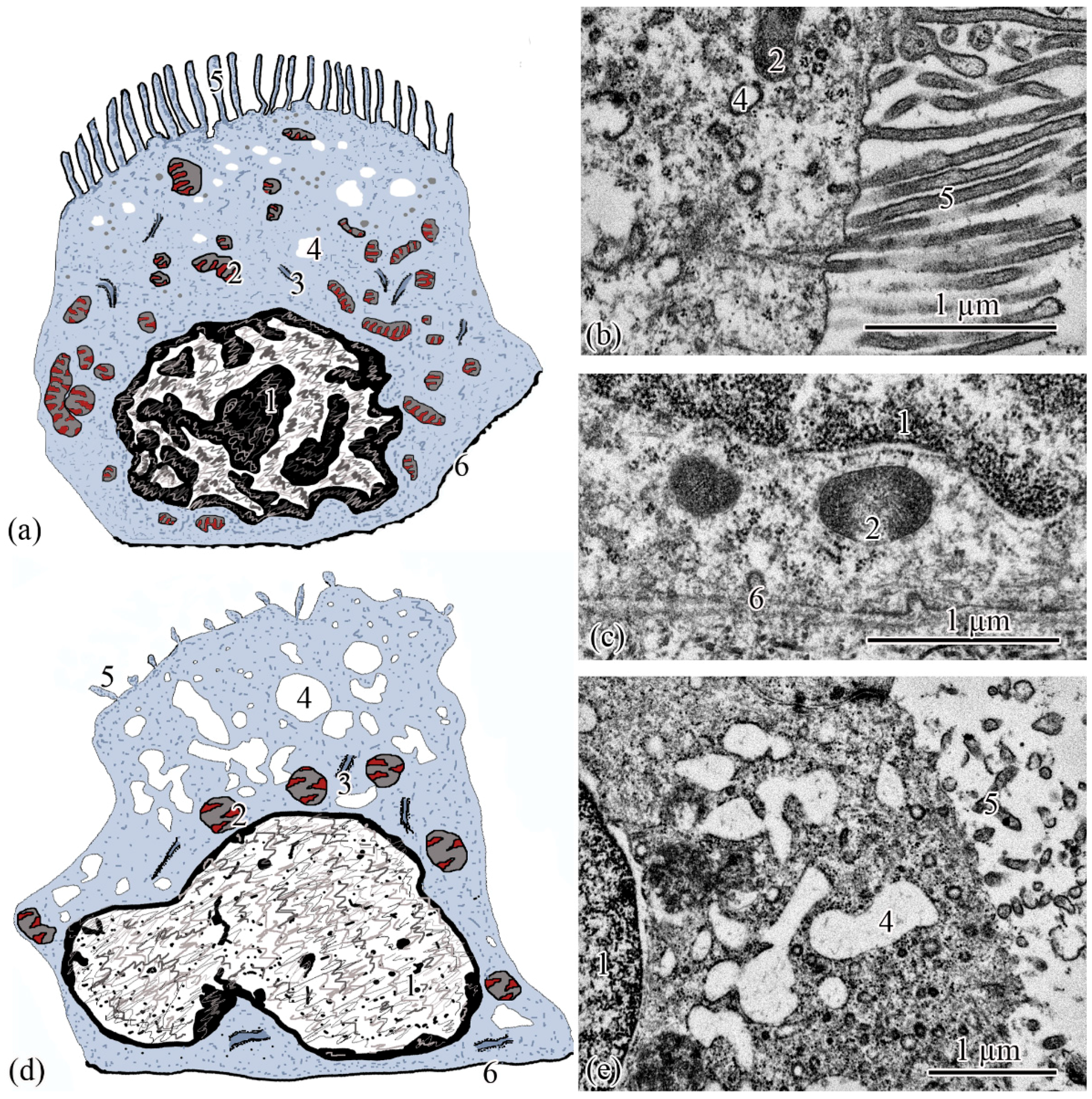 Biology 11 01374 g005 550