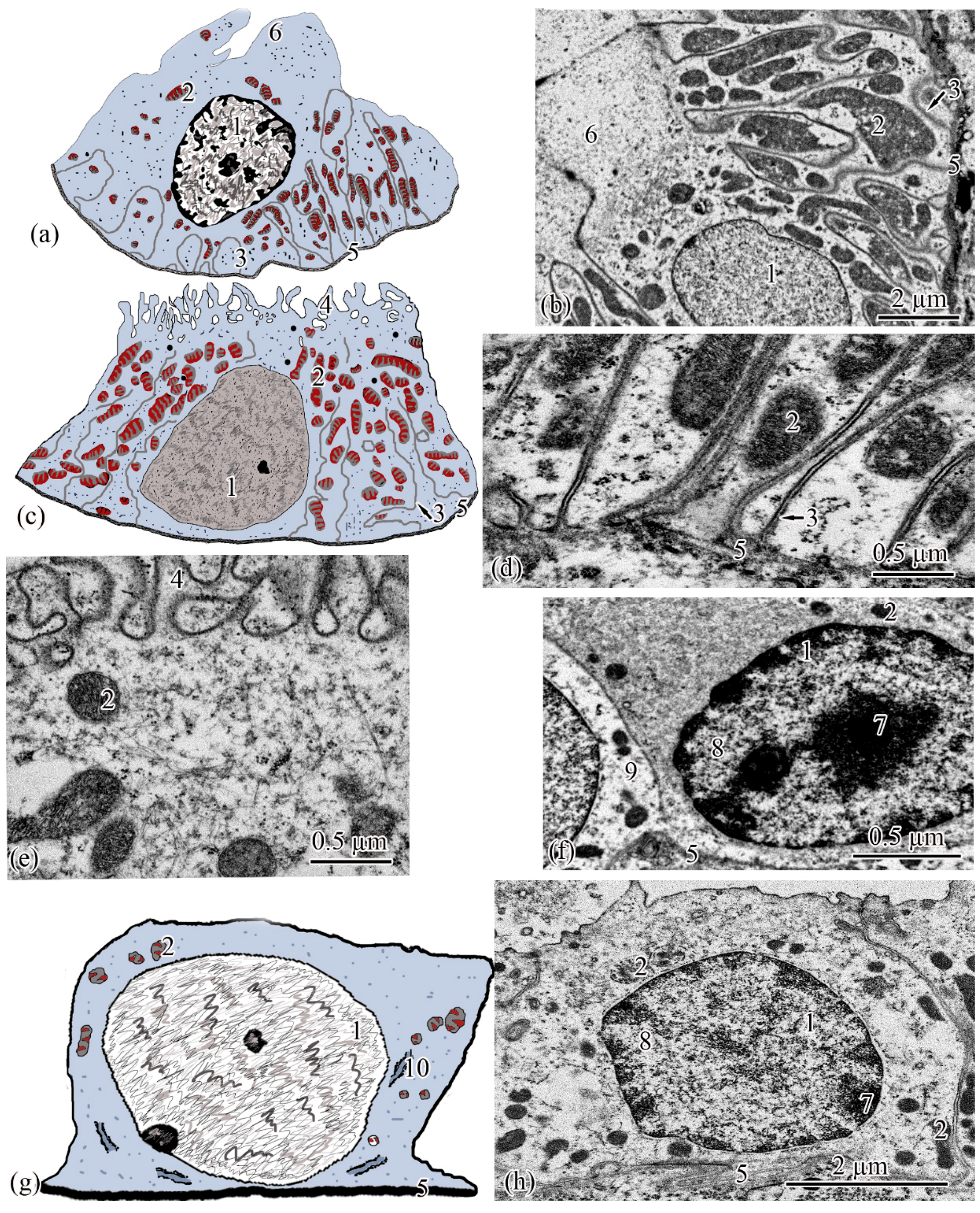 Biology 11 01374 g006 550