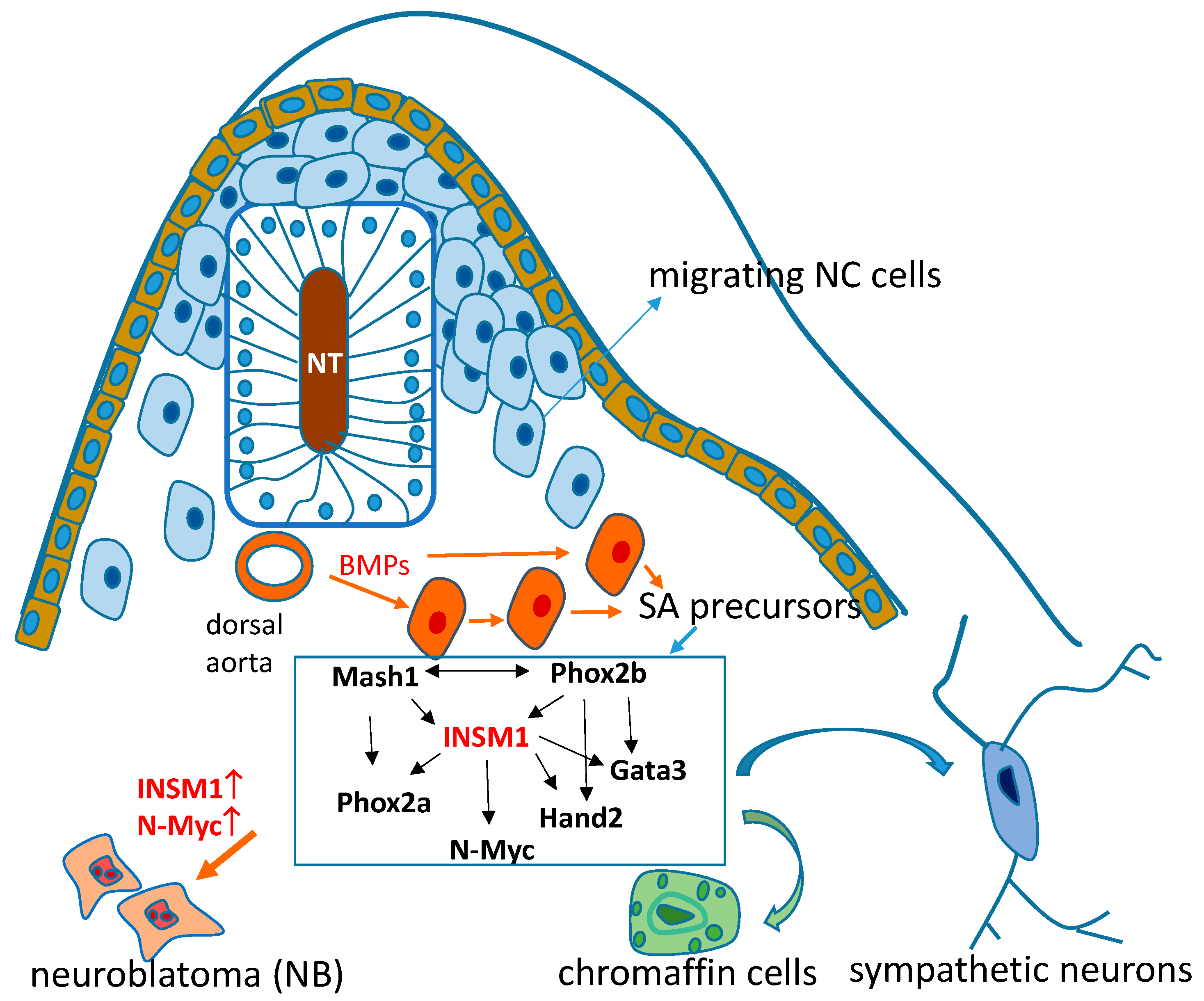 Biology 11 01376 g001