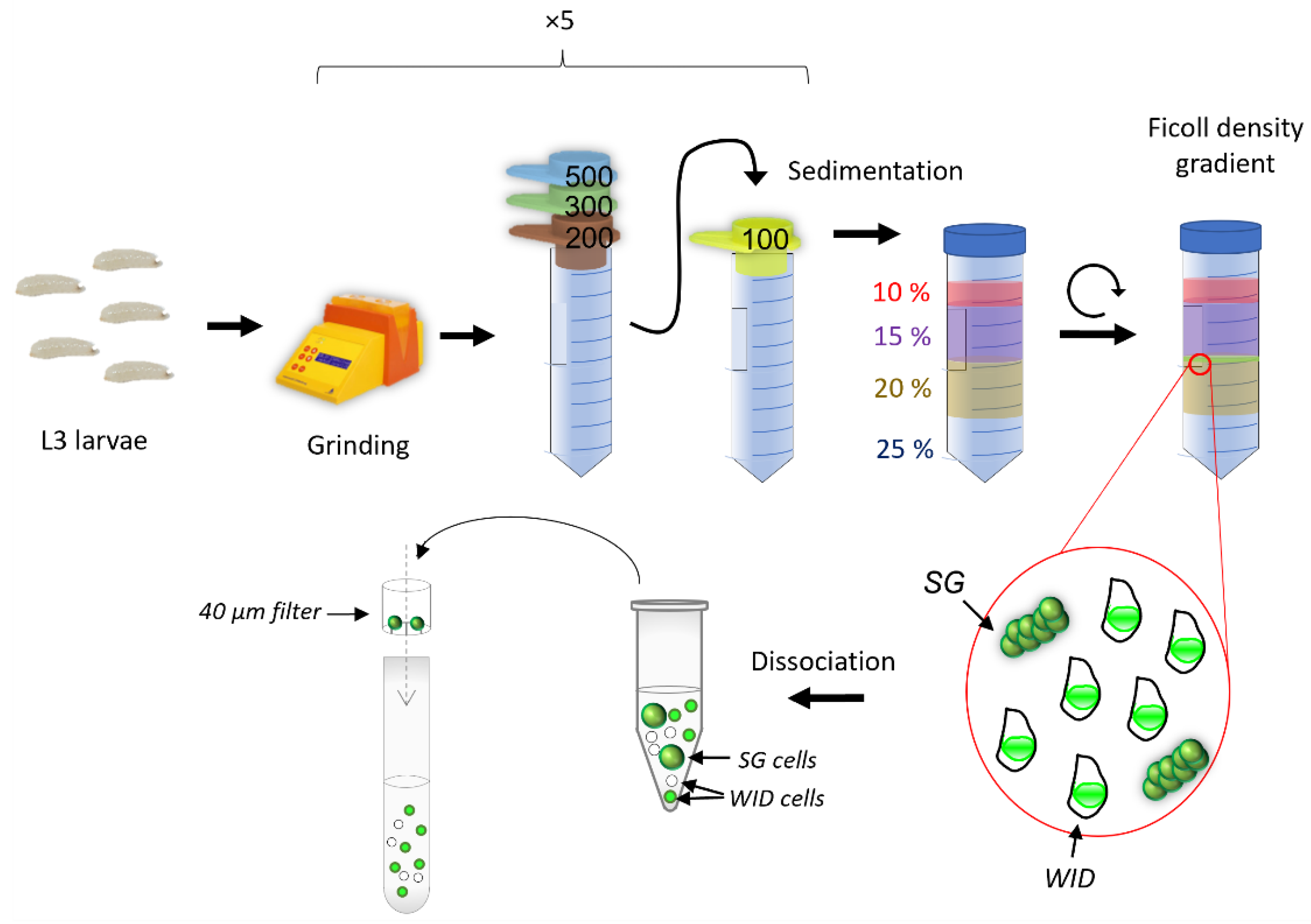 Biology 11 01384 g001 Biology 11 01384 g001