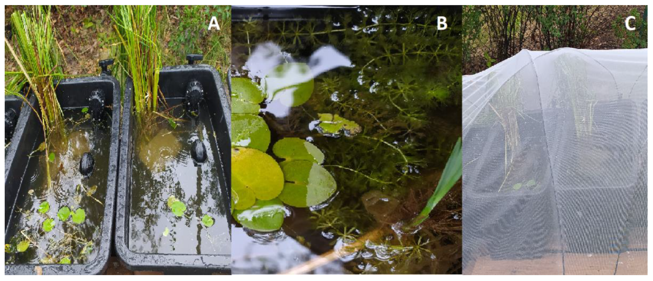 Biology 11 01389 g004