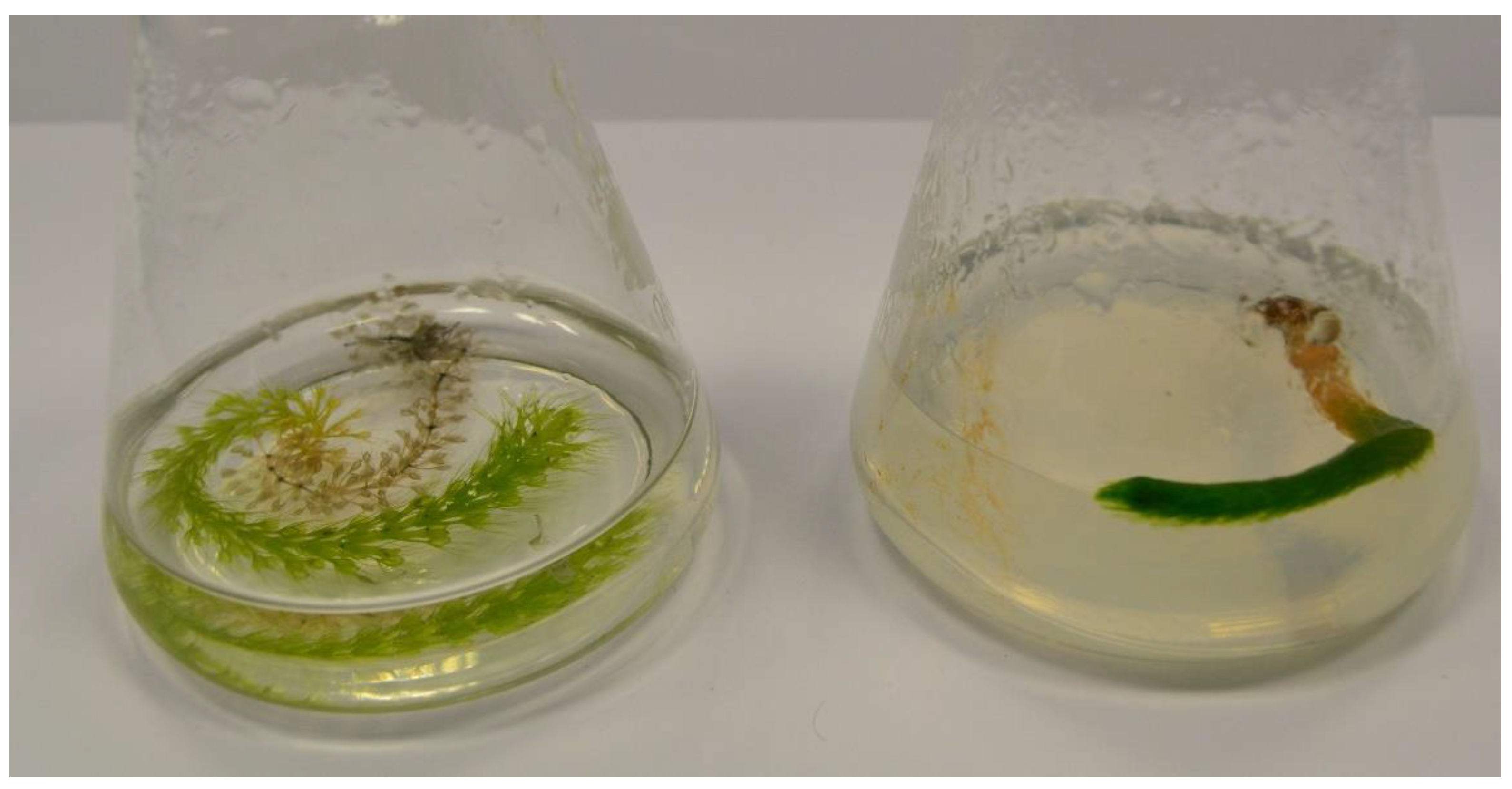 Biology 11 01389 g006