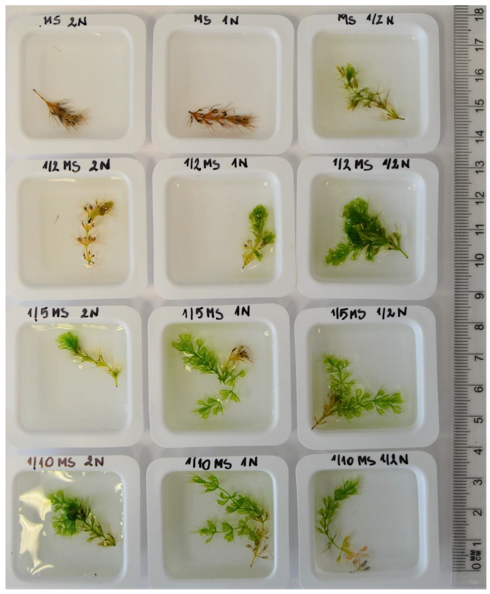 Biology 11 01389 g008