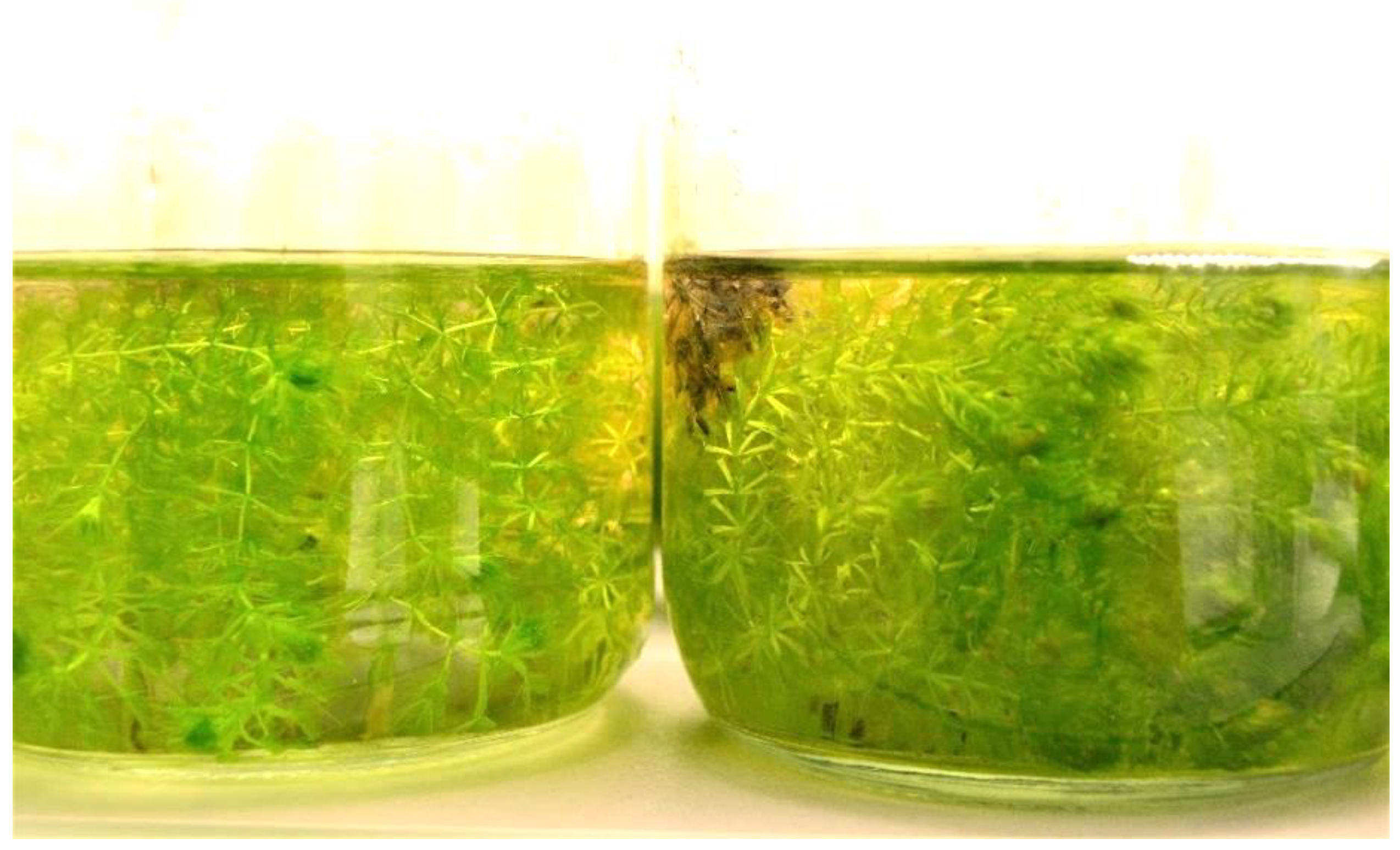 Biology 11 01389 g010