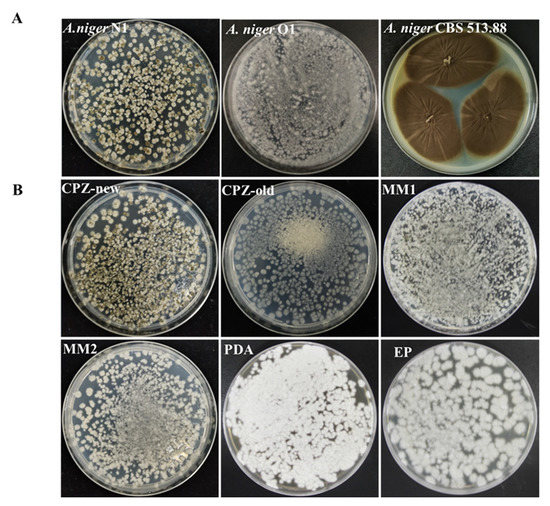 Development of Genetic Tools in Glucoamylase-Hyperproducing