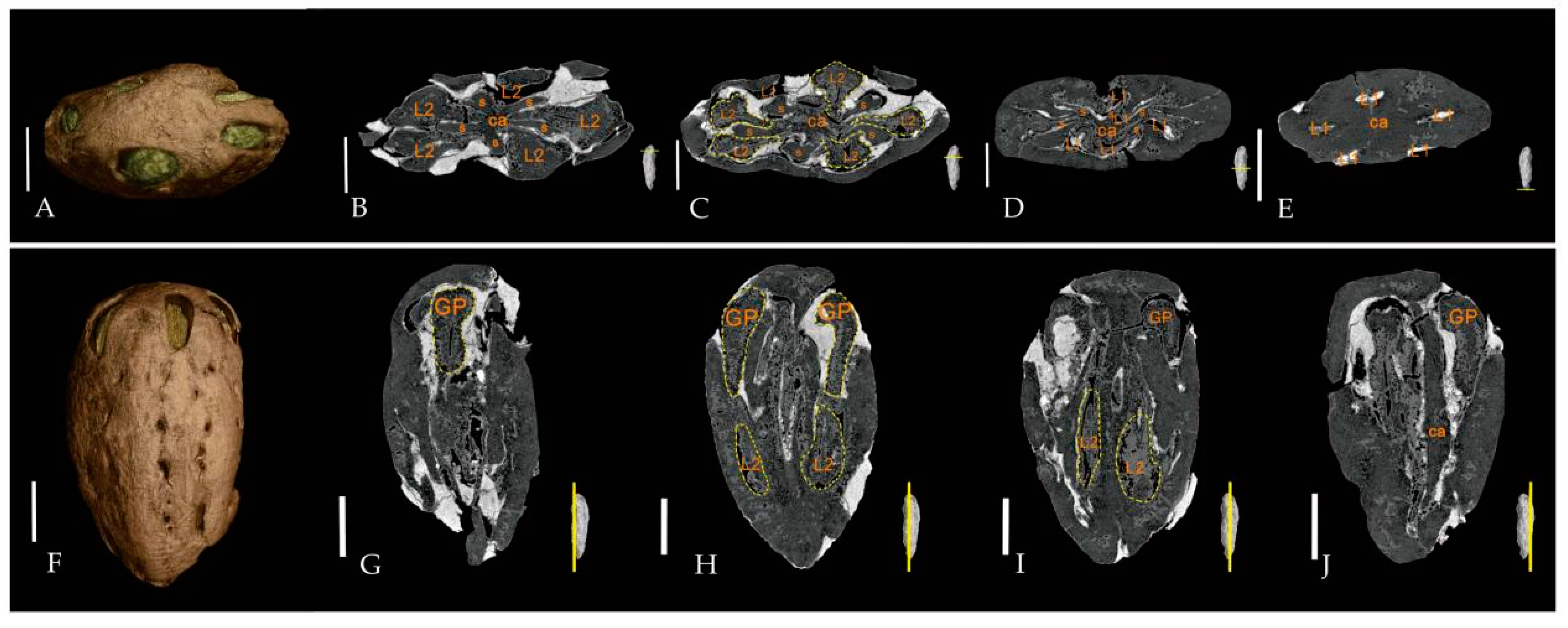 Biology 11 01399 g004 Biology 11 01399 g004