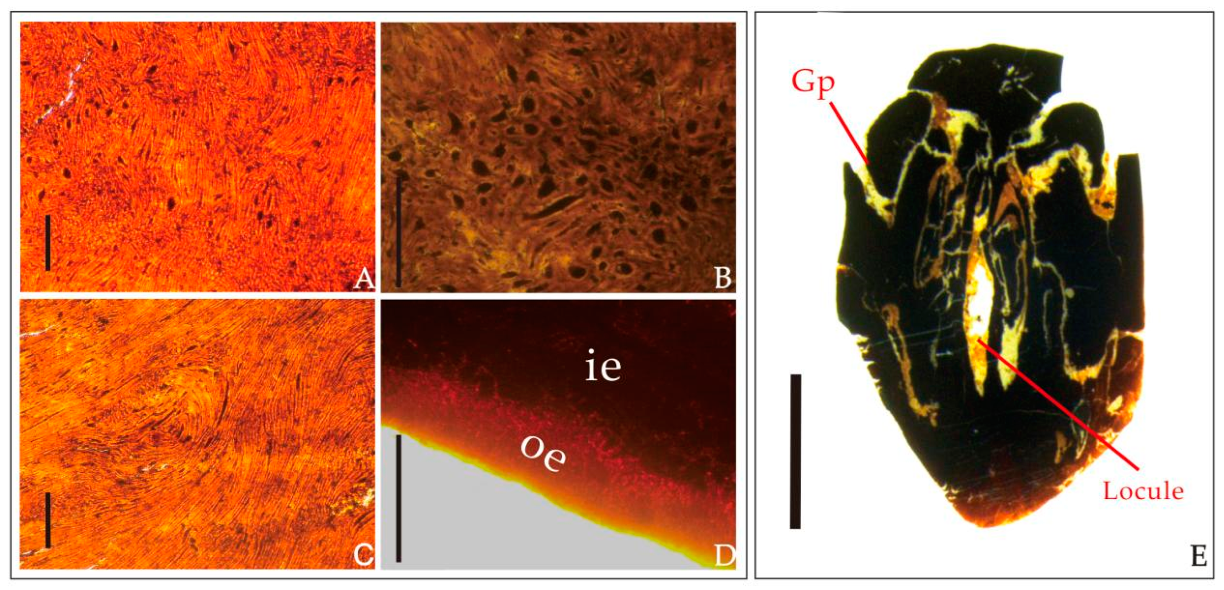 Biology 11 01399 g005 Biology 11 01399 g005