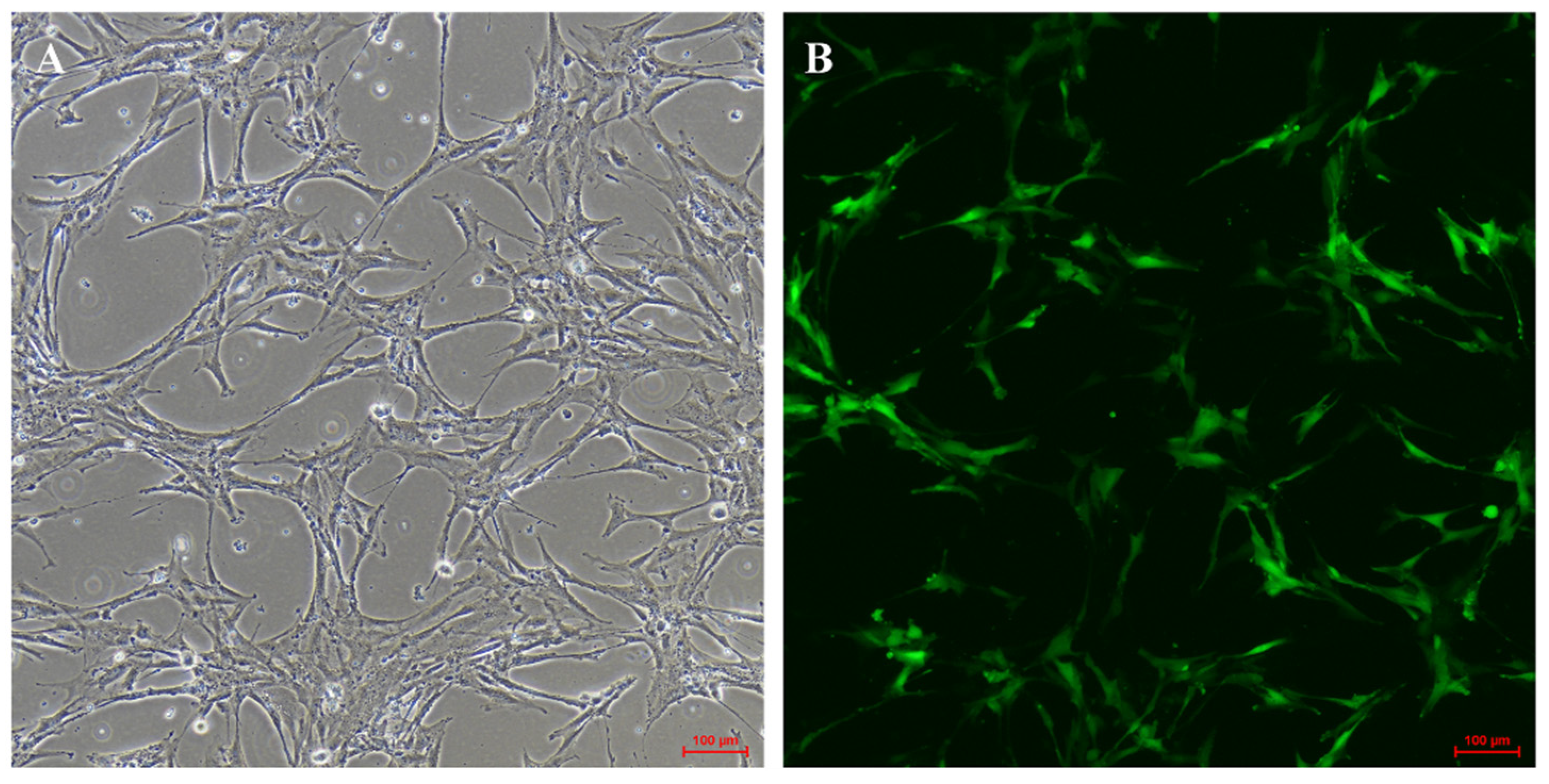 Biology 11 01404 g008 Biology 11 01404 g008