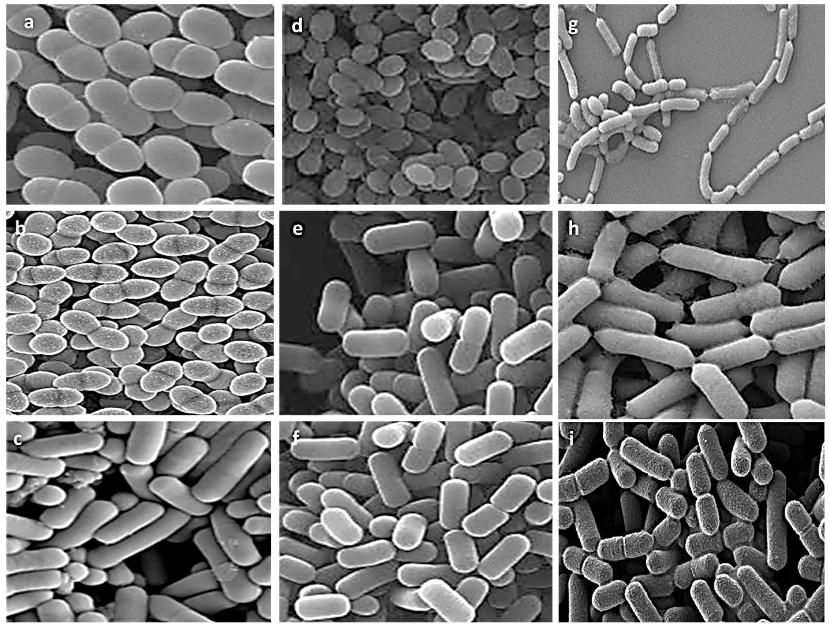 Biology 11 01405 g002