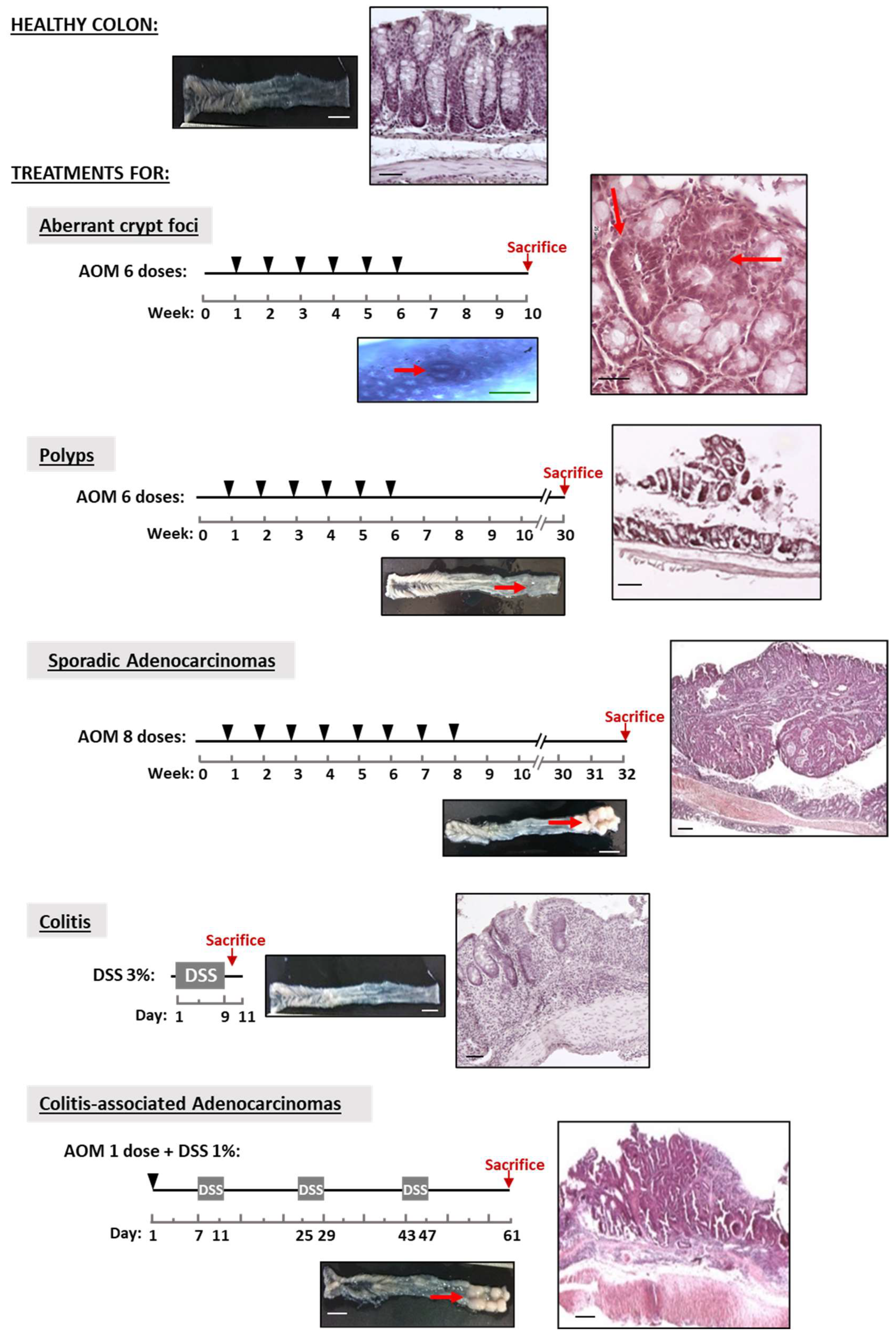 Biology 11 01406 g001