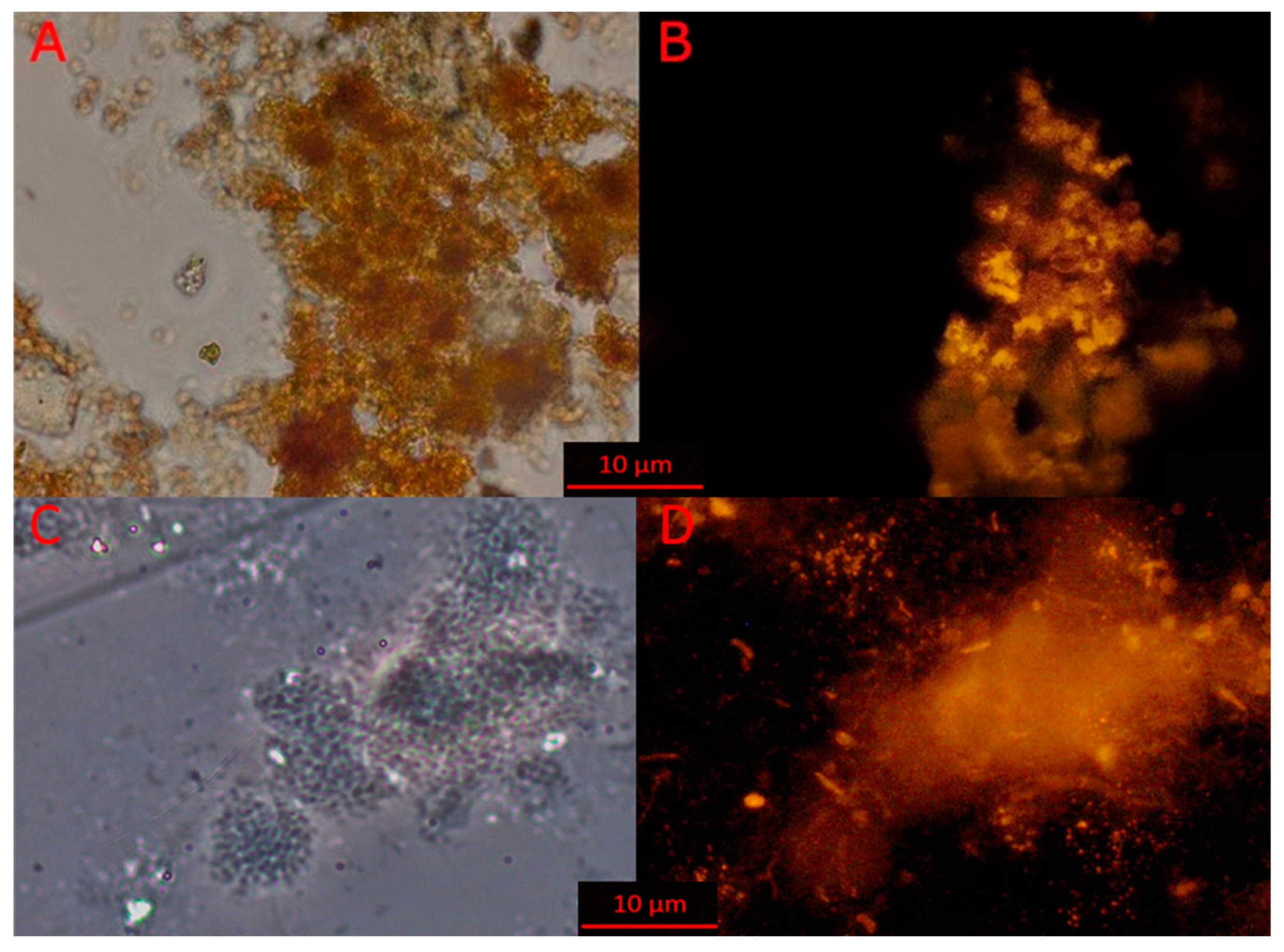 Biology 11 01421 g003