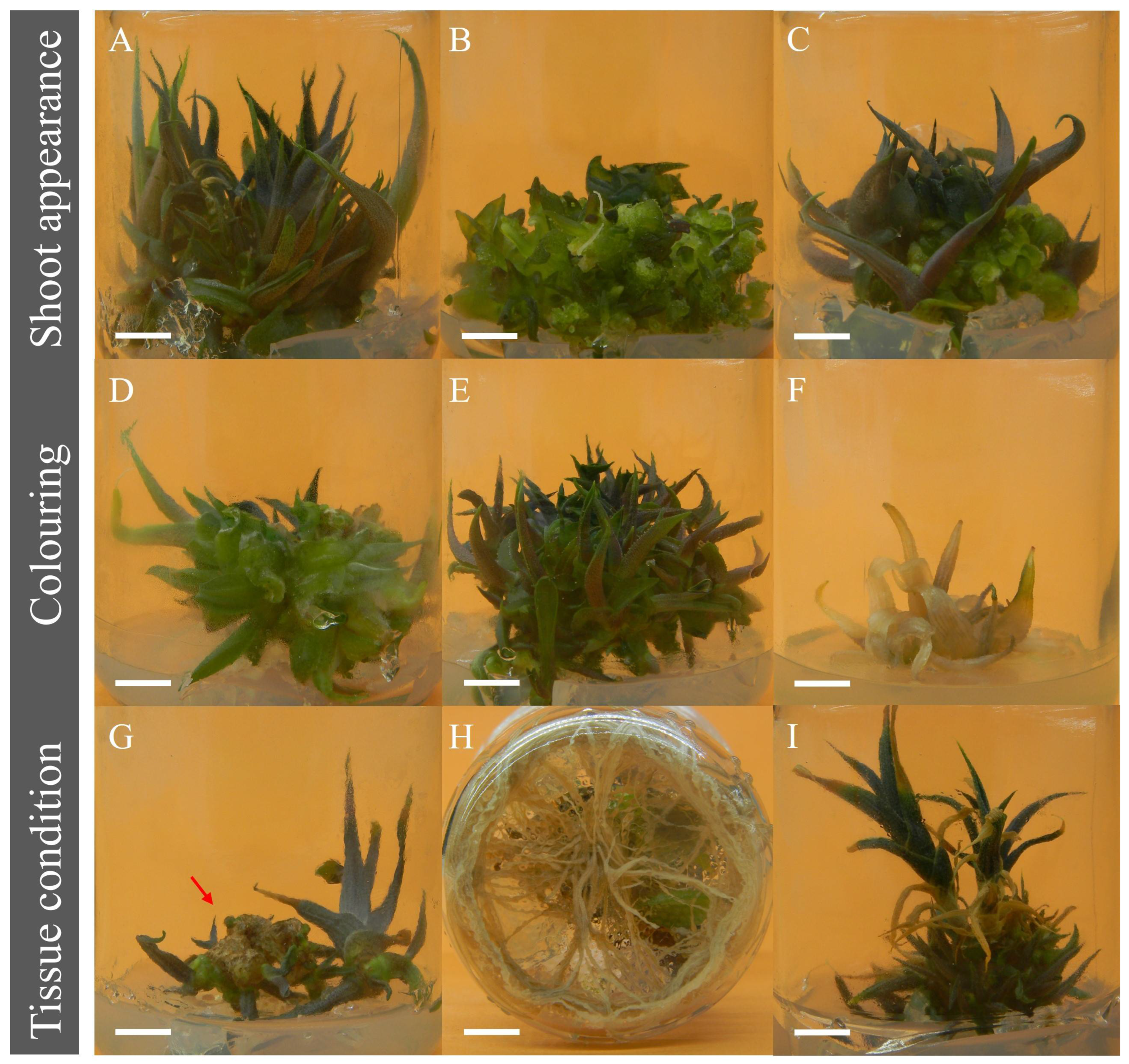 Biology 11 01423 g002 Biology 11 01423 g002
