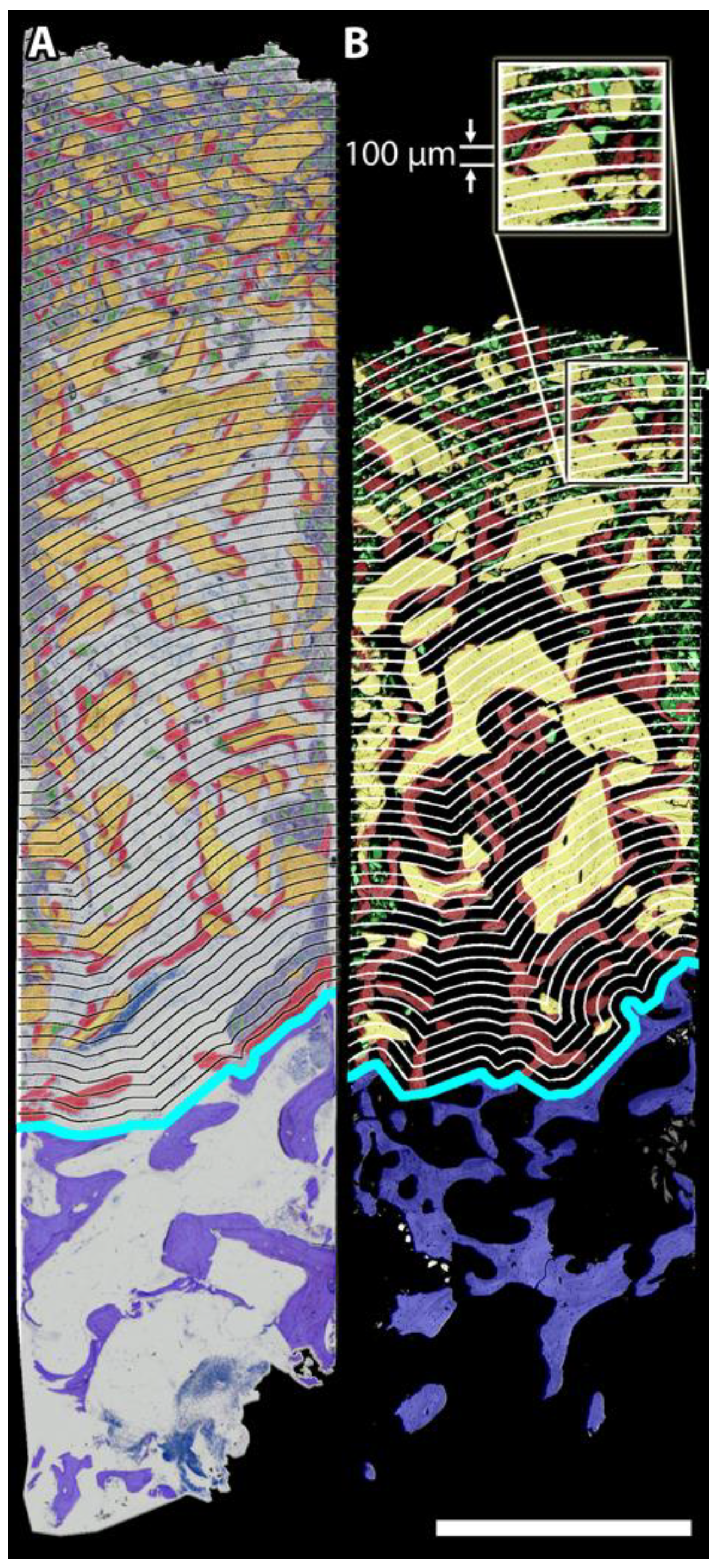 Biology 11 01431 g001 Biology 11 01431 g001