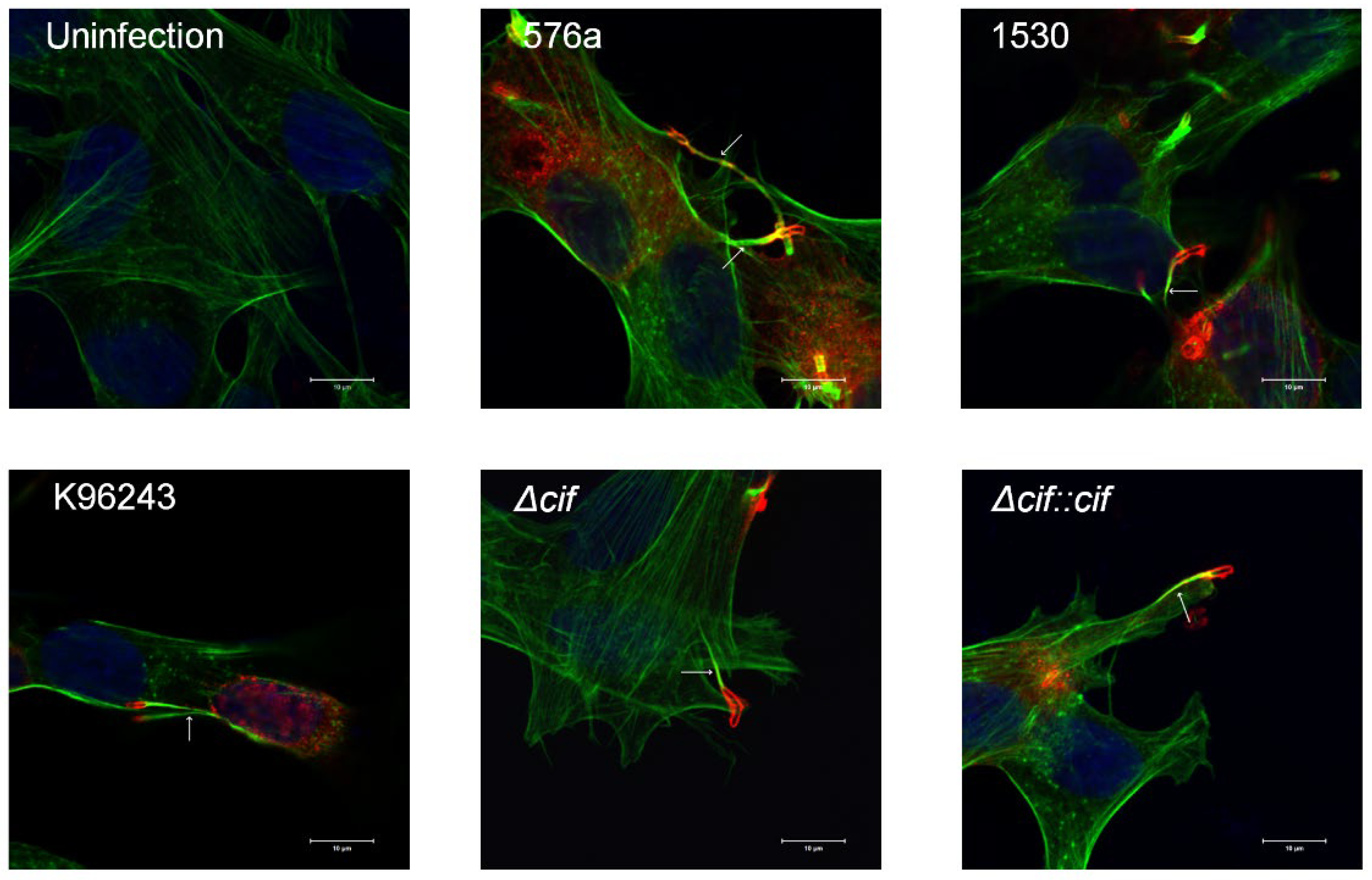 Biology 11 01439 g004 Biology 11 01439 g004