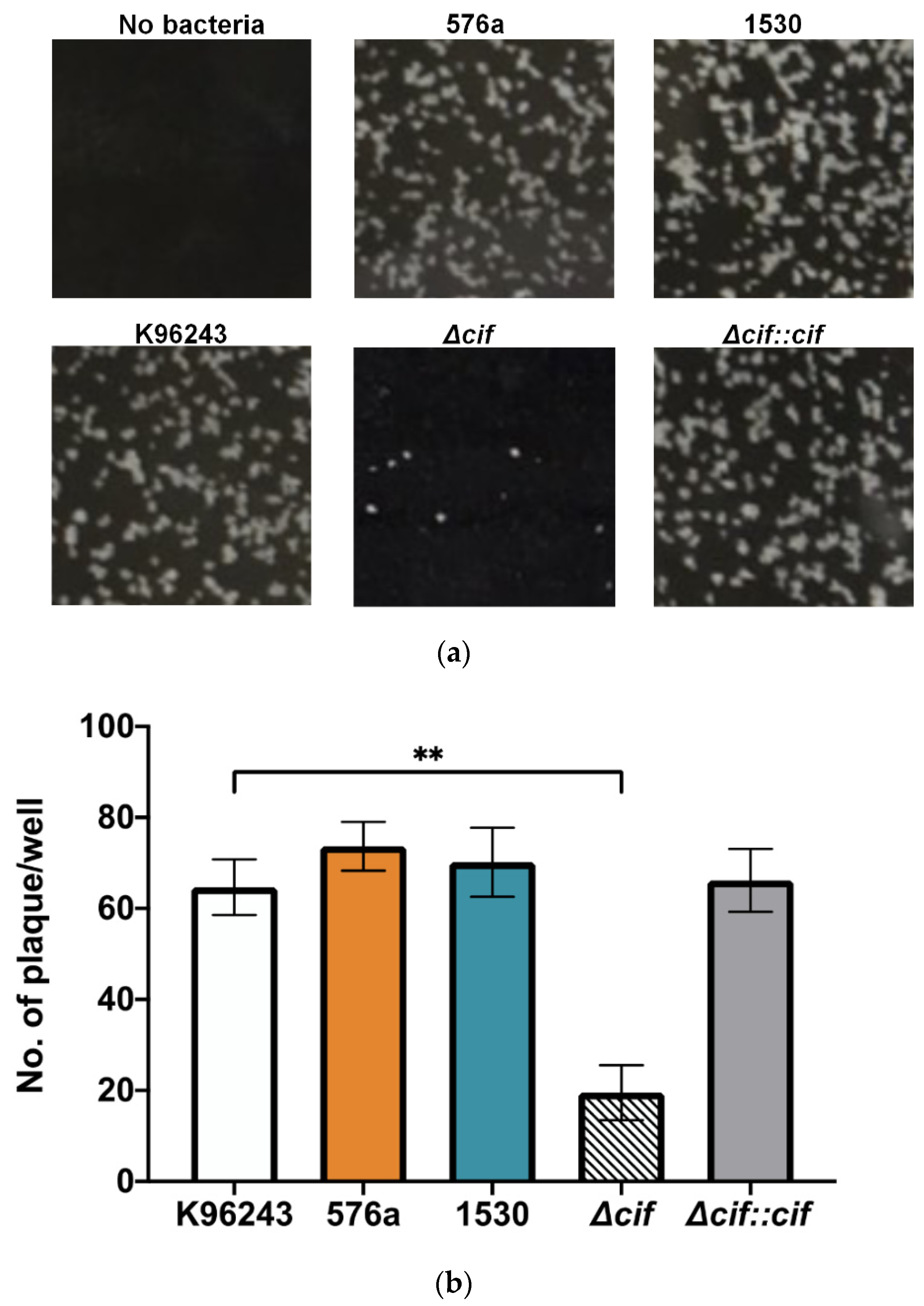 Biology 11 01439 g006 Biology 11 01439 g006