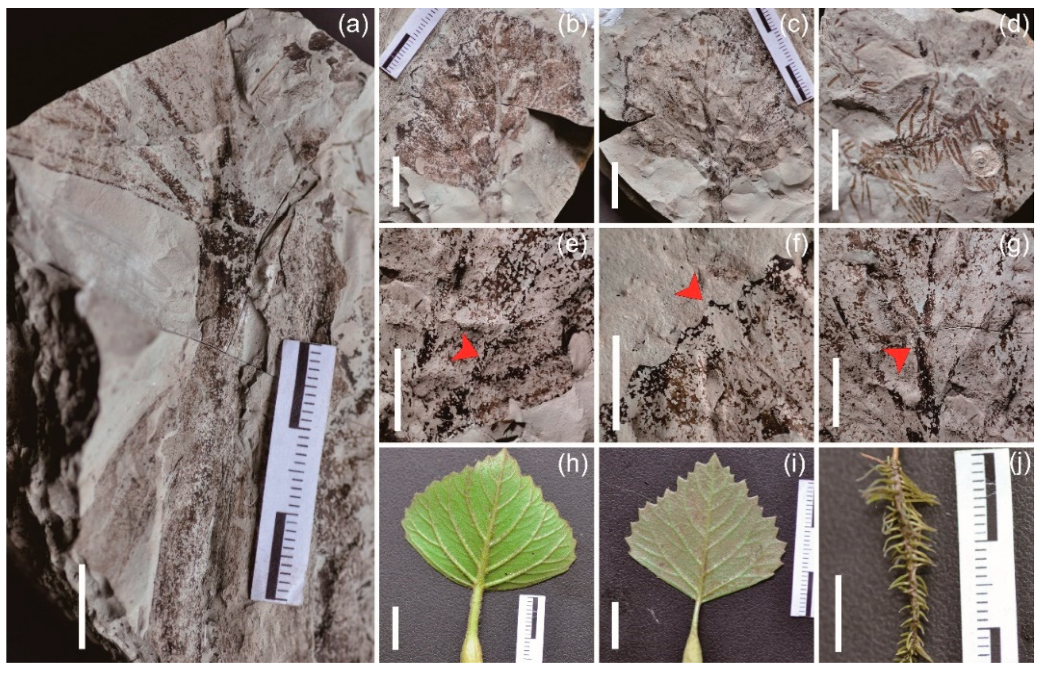 Biology 11 01442 g002 Biology 11 01442 g002
