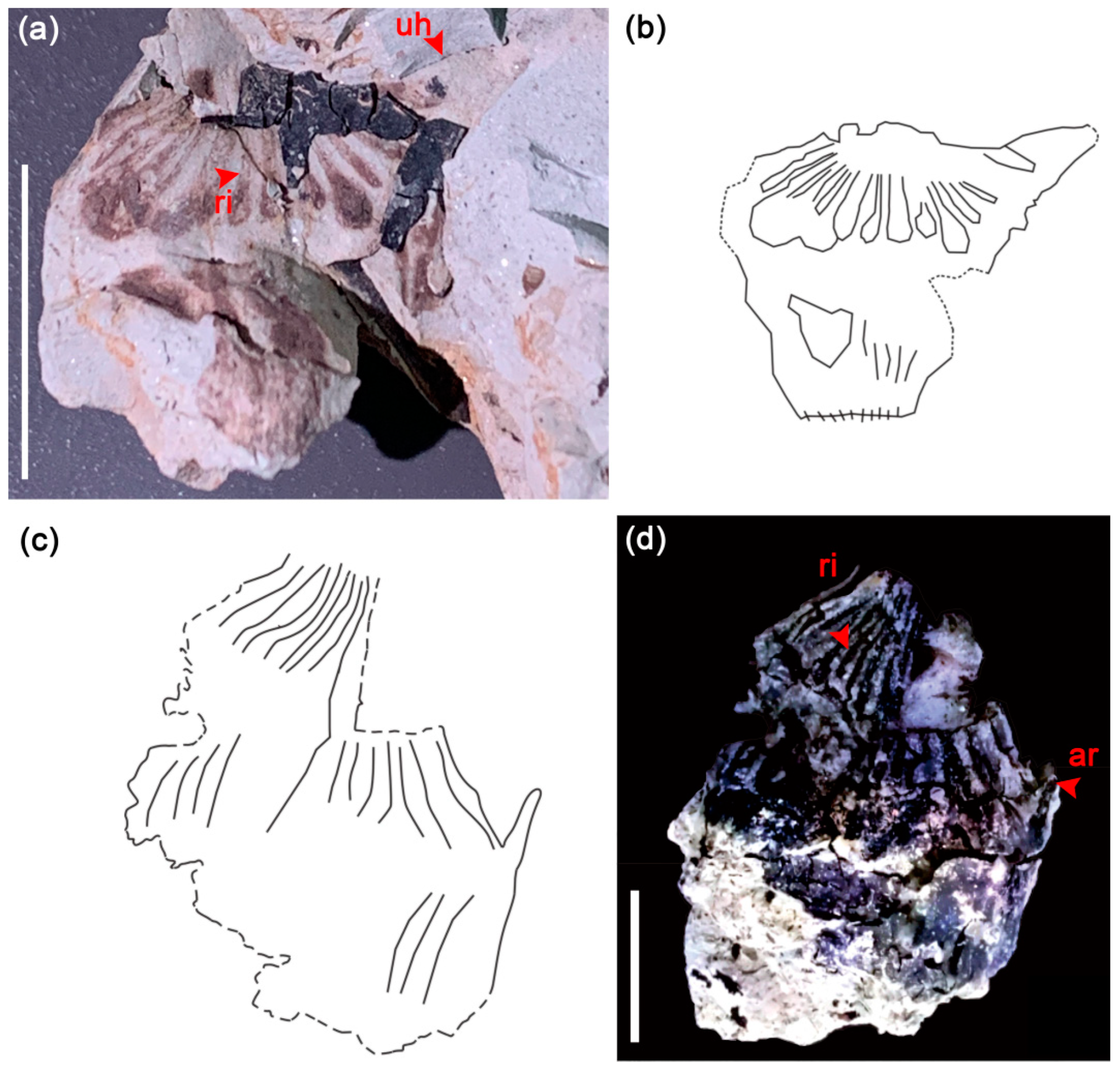 Biology 11 01442 g003 Biology 11 01442 g003