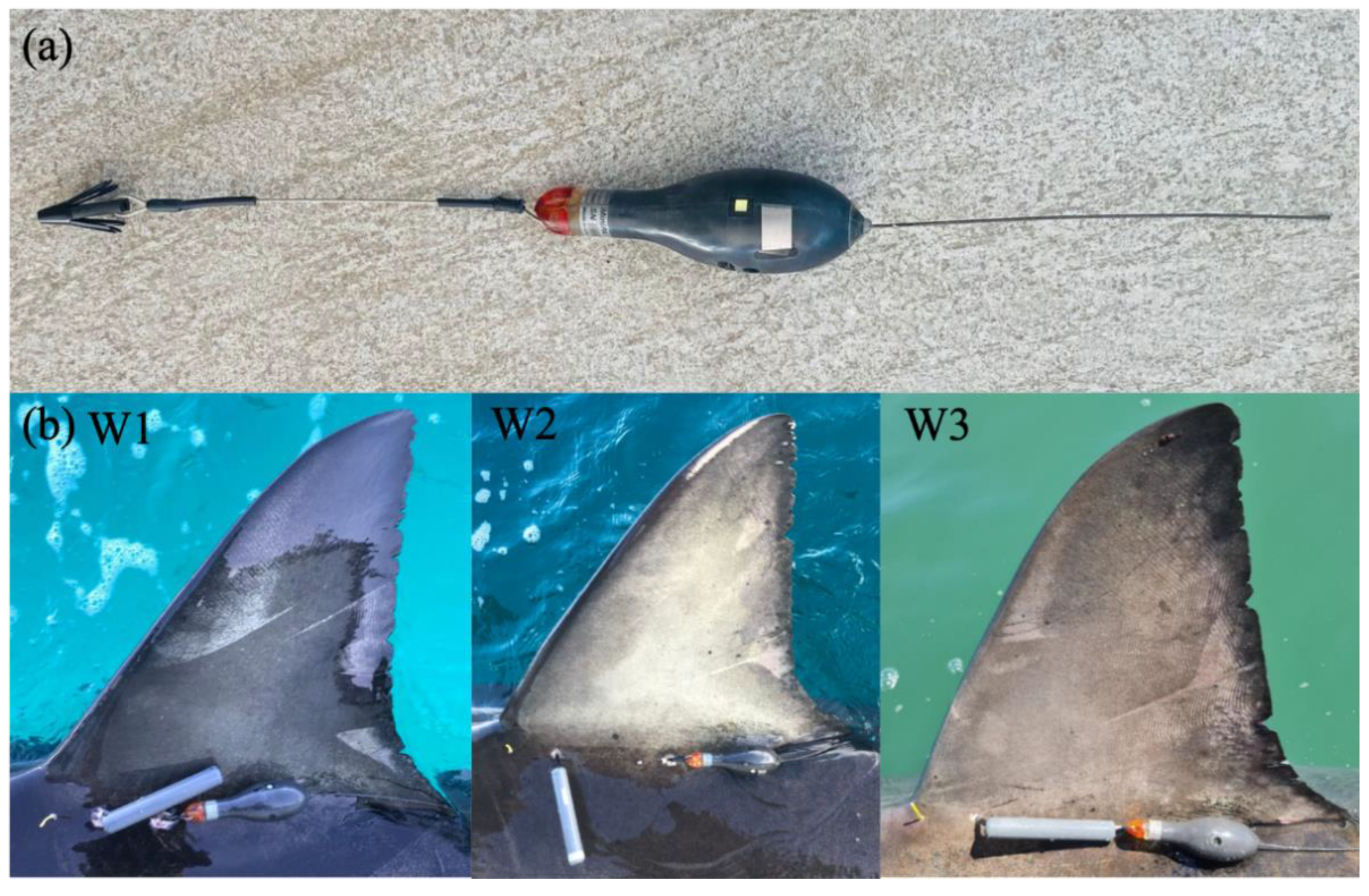 Red muscle (RM) distribution patterns in five shark species. Sharks