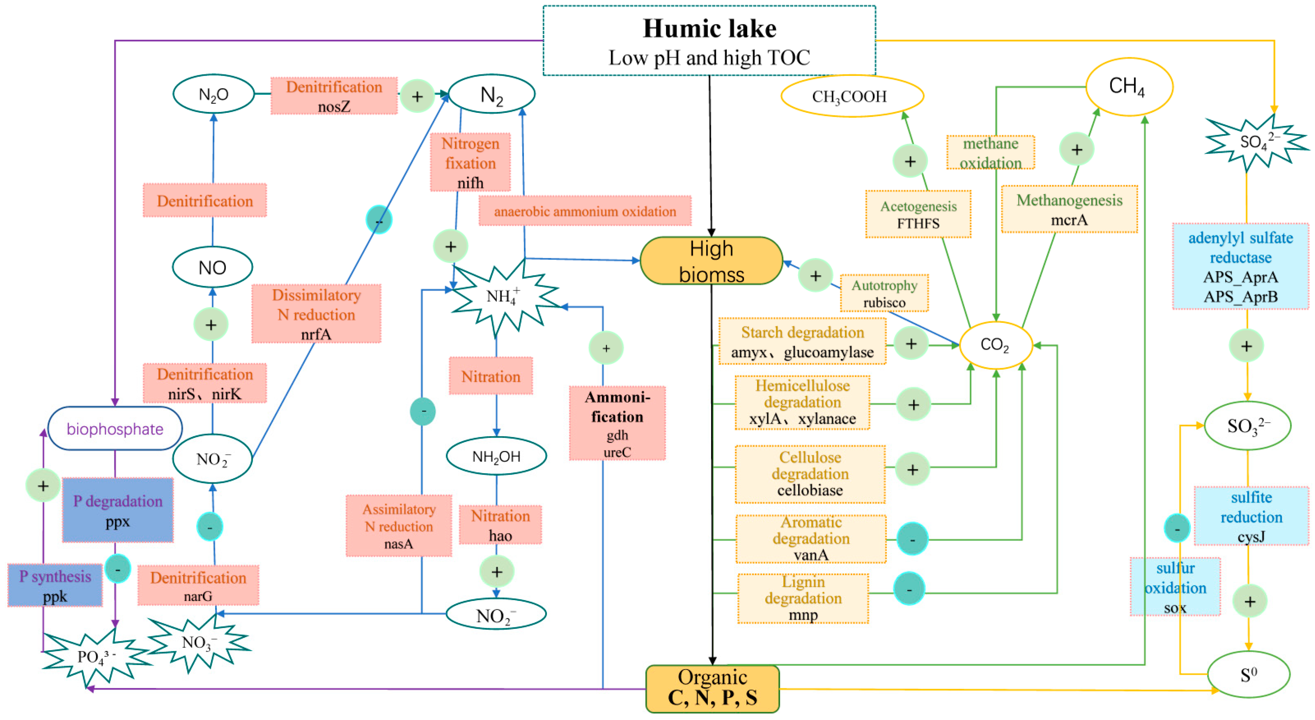 Biology 11 01448 g005 Biology 11 01448 g005