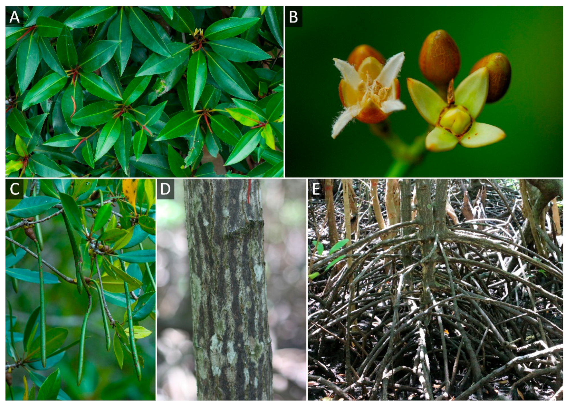 Biology 11 01449 g001 Biology 11 01449 g001