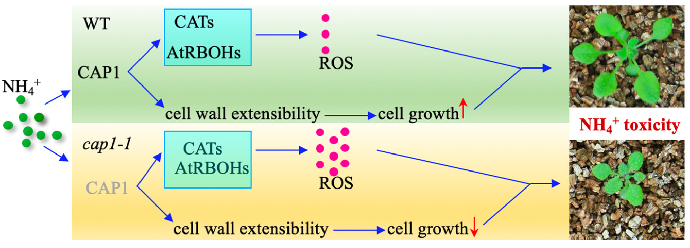 Biology 11 01452 g007