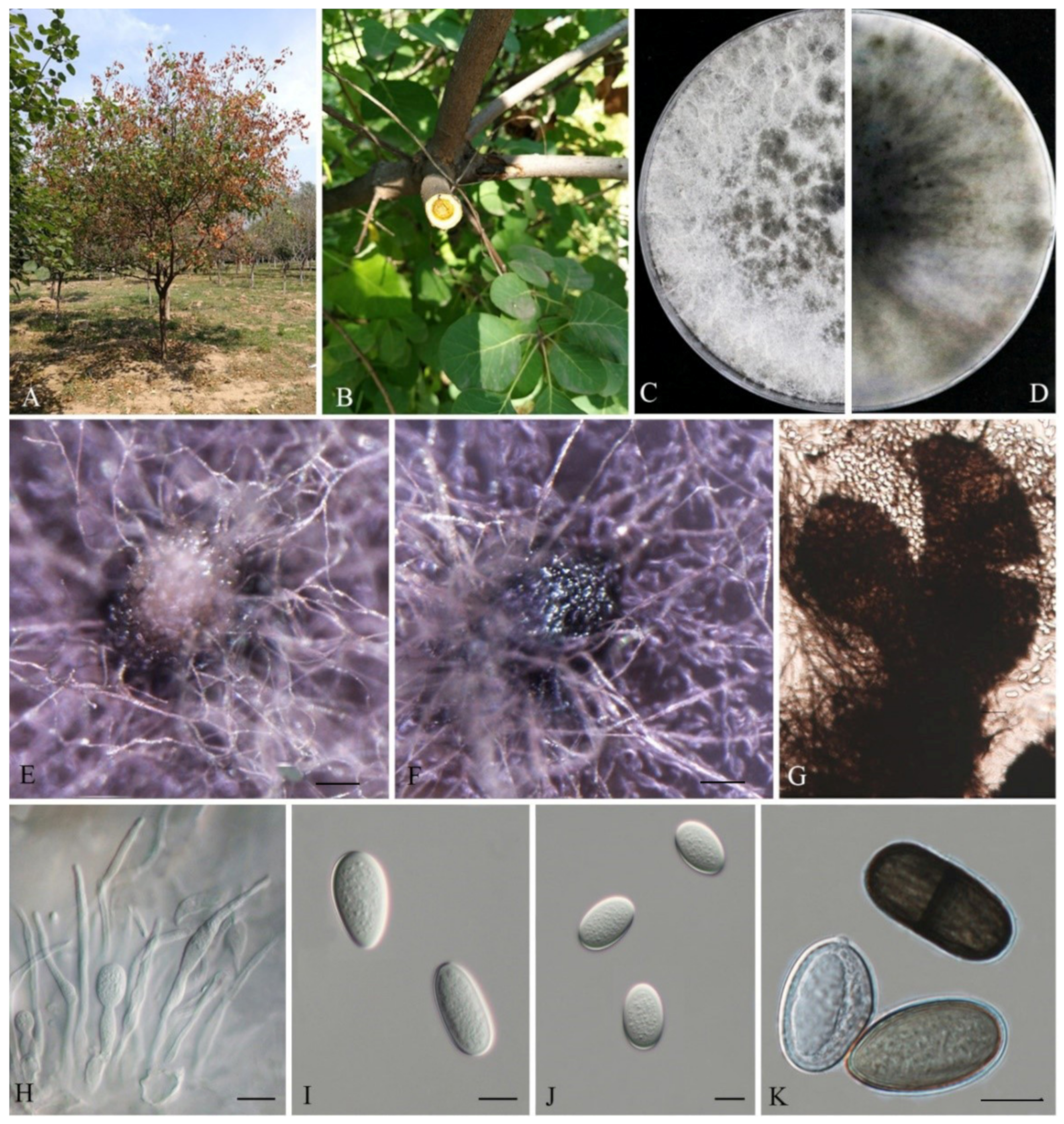 Biology 11 01459 g003