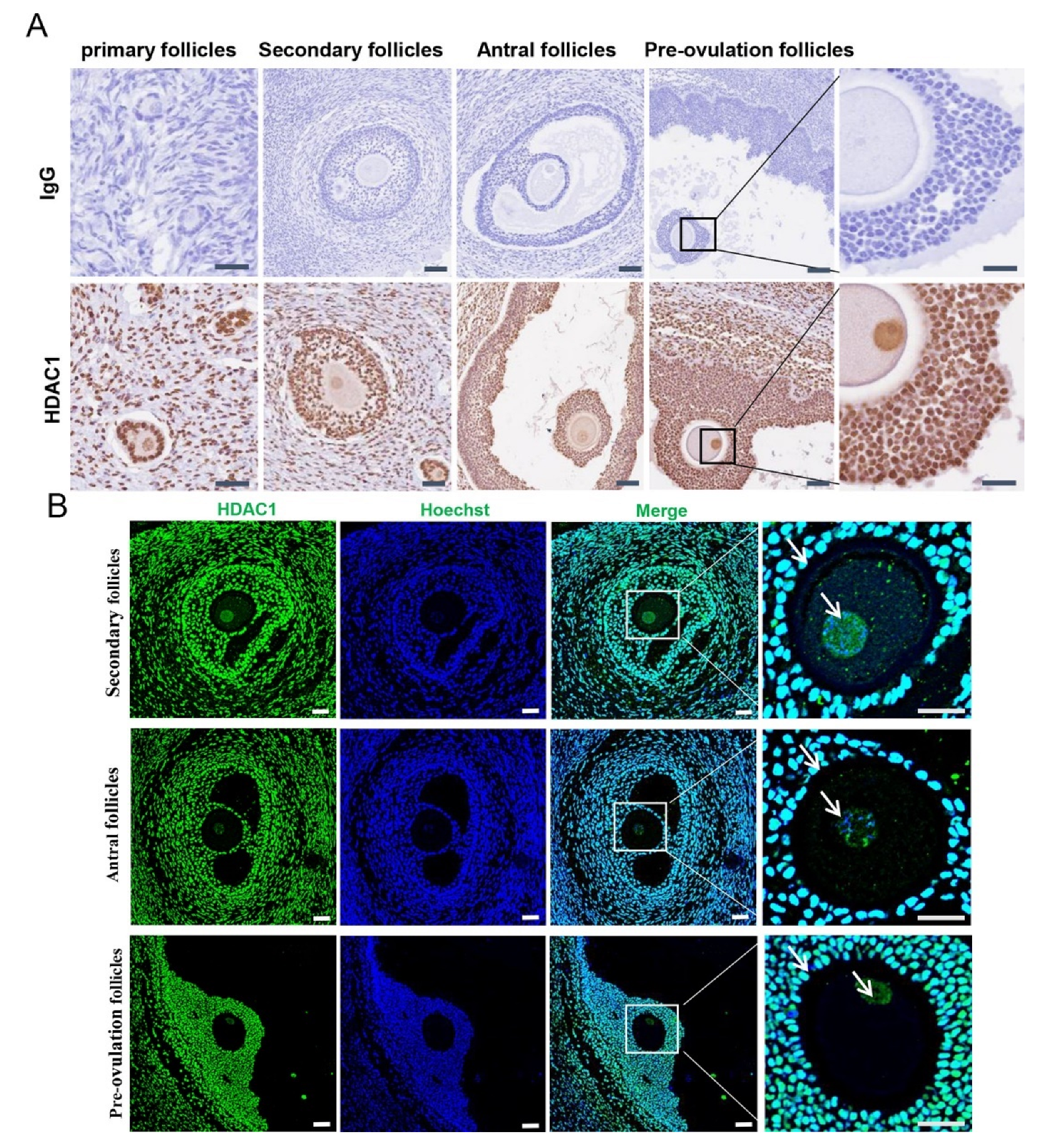 Biology 11 01464 g001 Biology 11 01464 g001