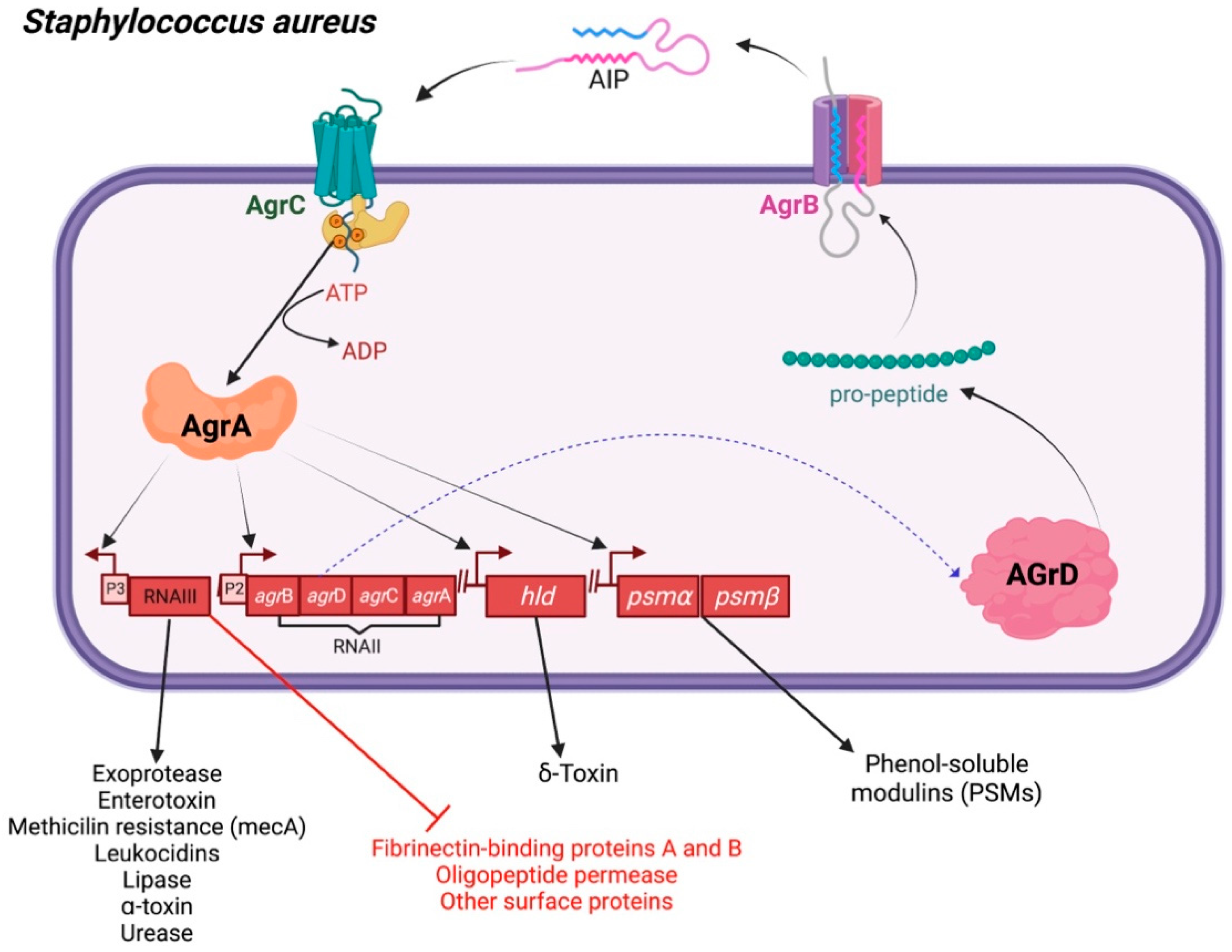 Biology 11 01466 g003 Biology 11 01466 g003