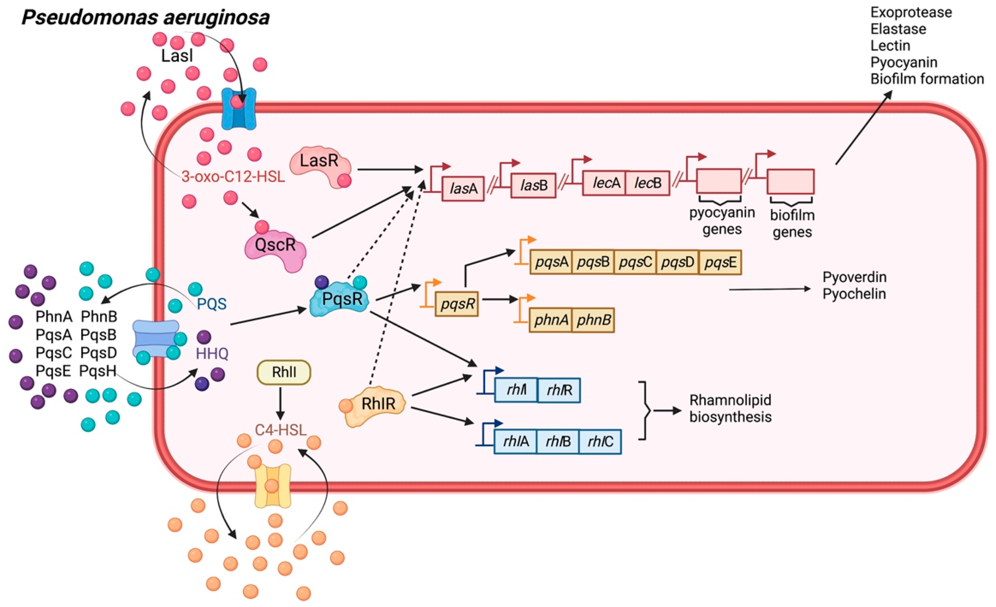 Biology 11 01466 g006 Biology 11 01466 g006