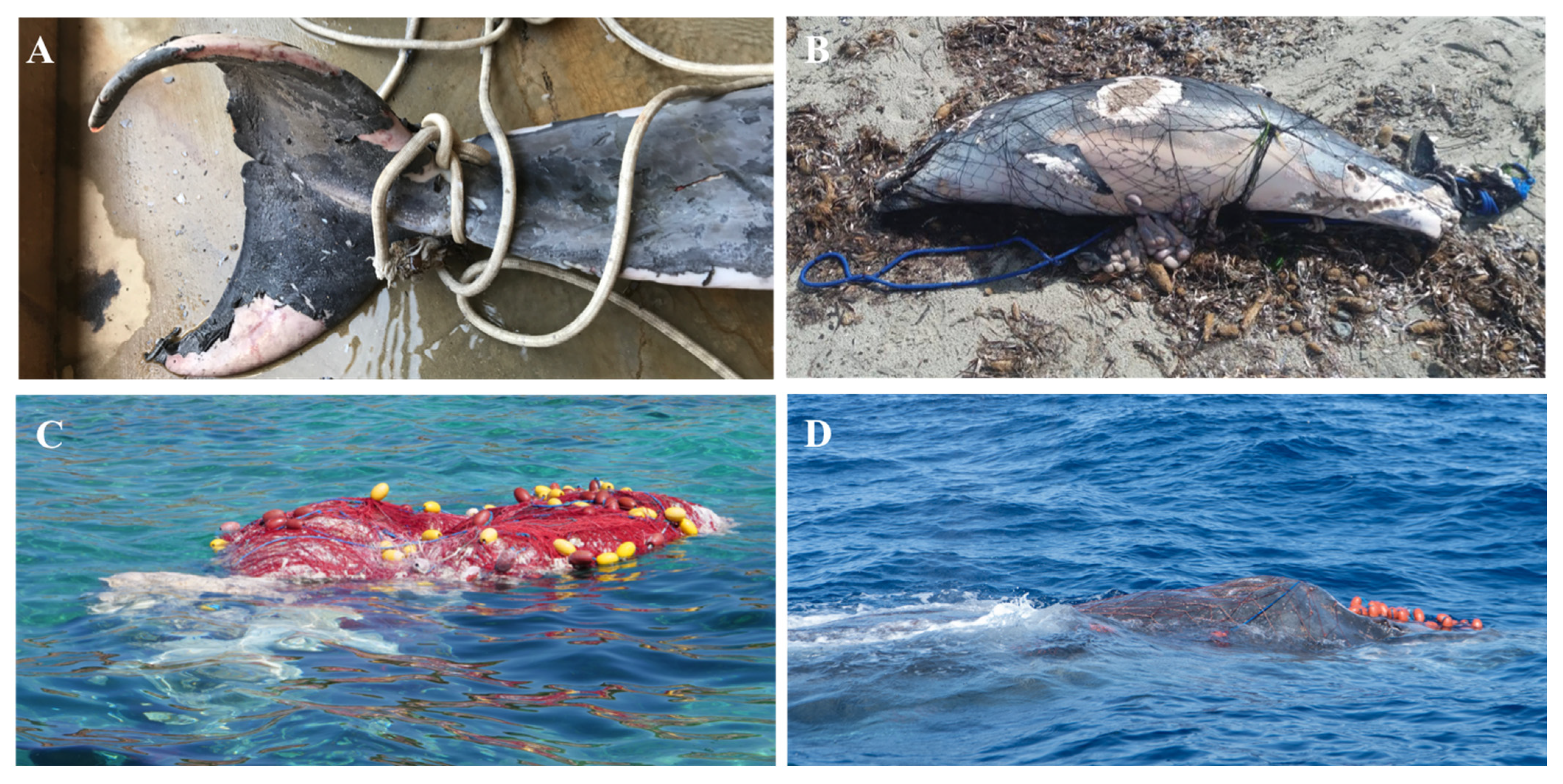 Biology 11 01468 g003 Biology 11 01468 g003