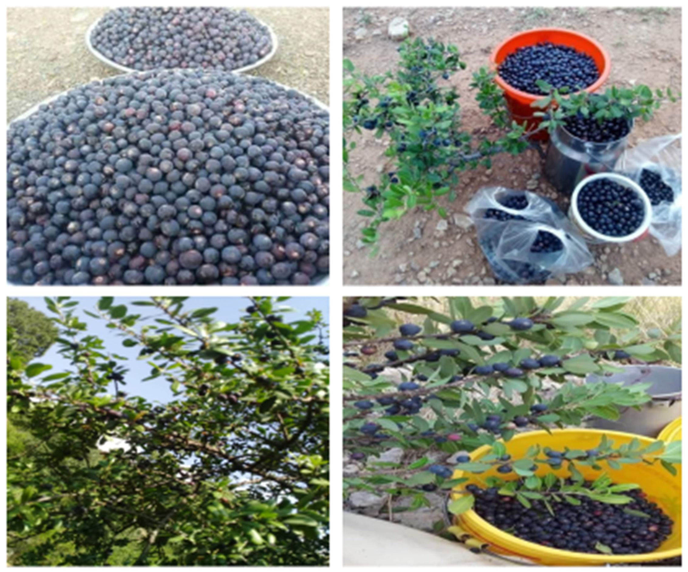 Biology 11 01469 g009 Biology 11 01469 g009