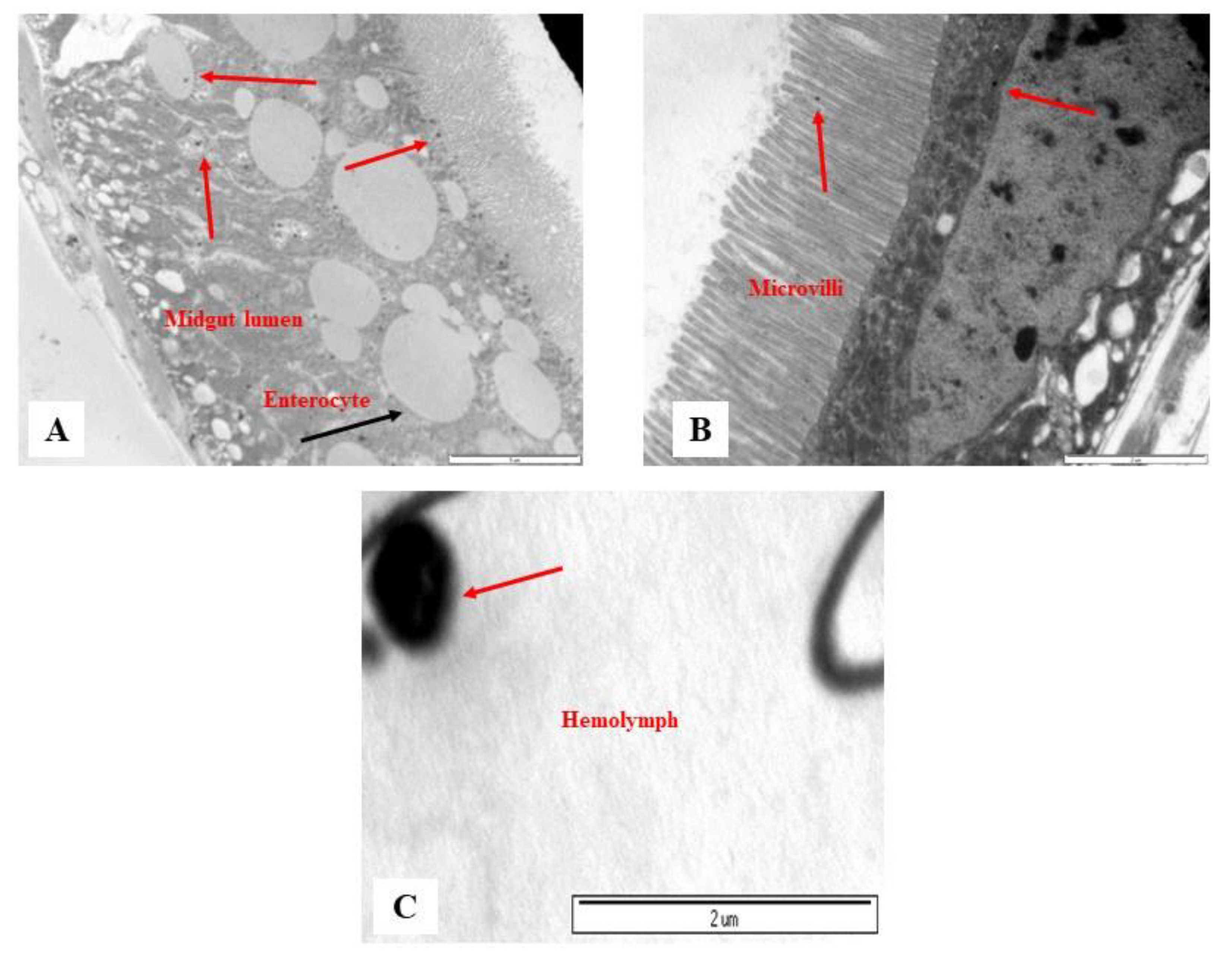 Biology 11 01470 g003