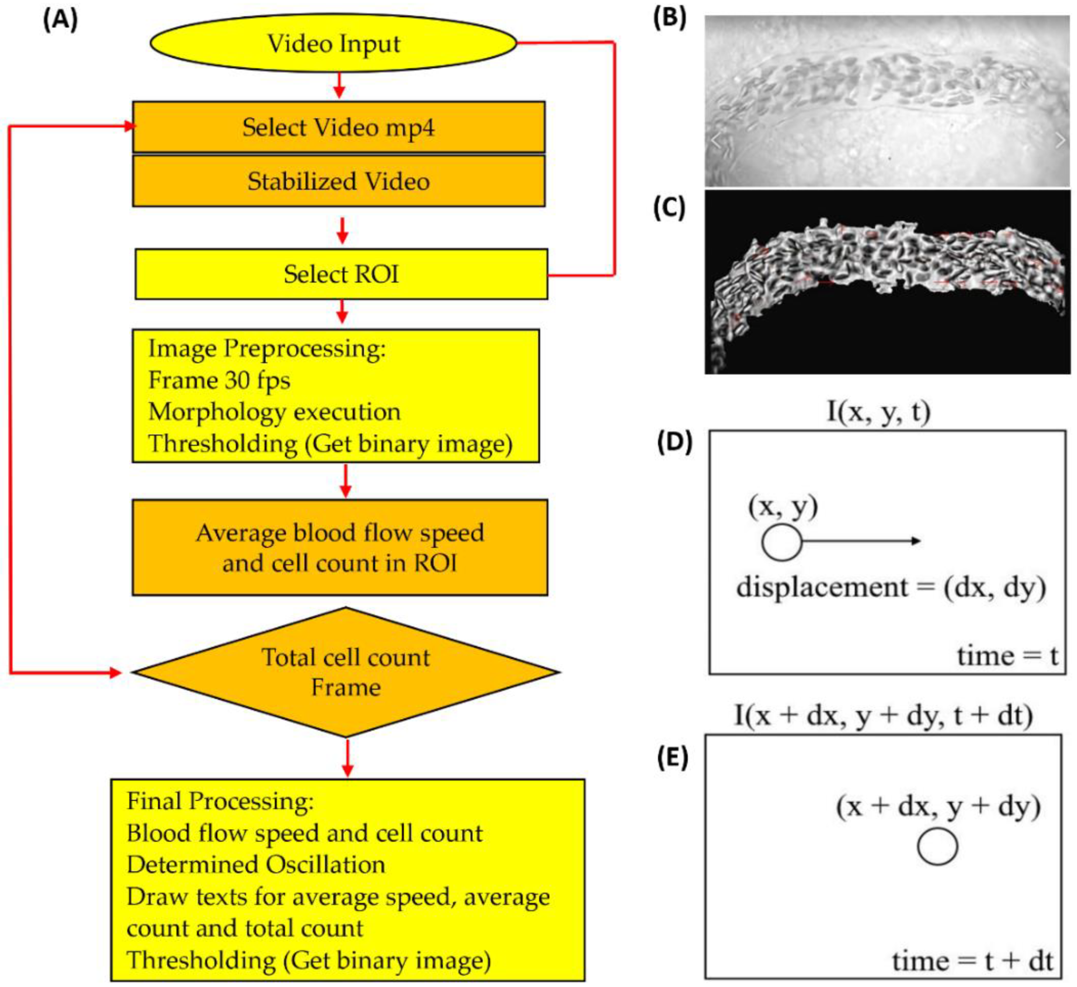 2163px x 1982px - Biology | Free Full-Text | OpenBloodFlow: A User-Friendly OpenCV-Based  Software Package for Blood Flow Velocity and Blood Cell Count Measurement  for Fish Embryos