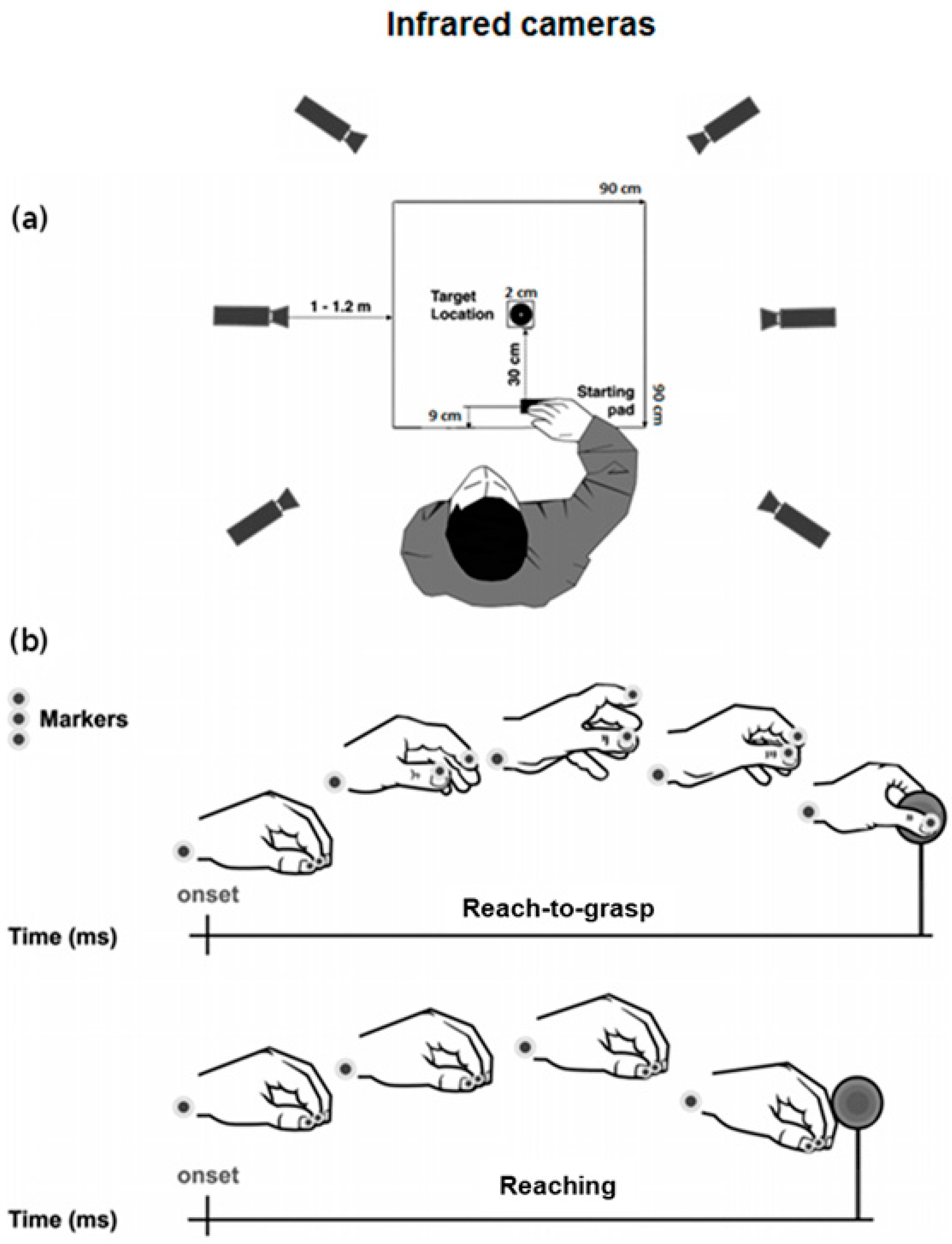 Structure of the Motor Descending Pathways Biology Diagrams