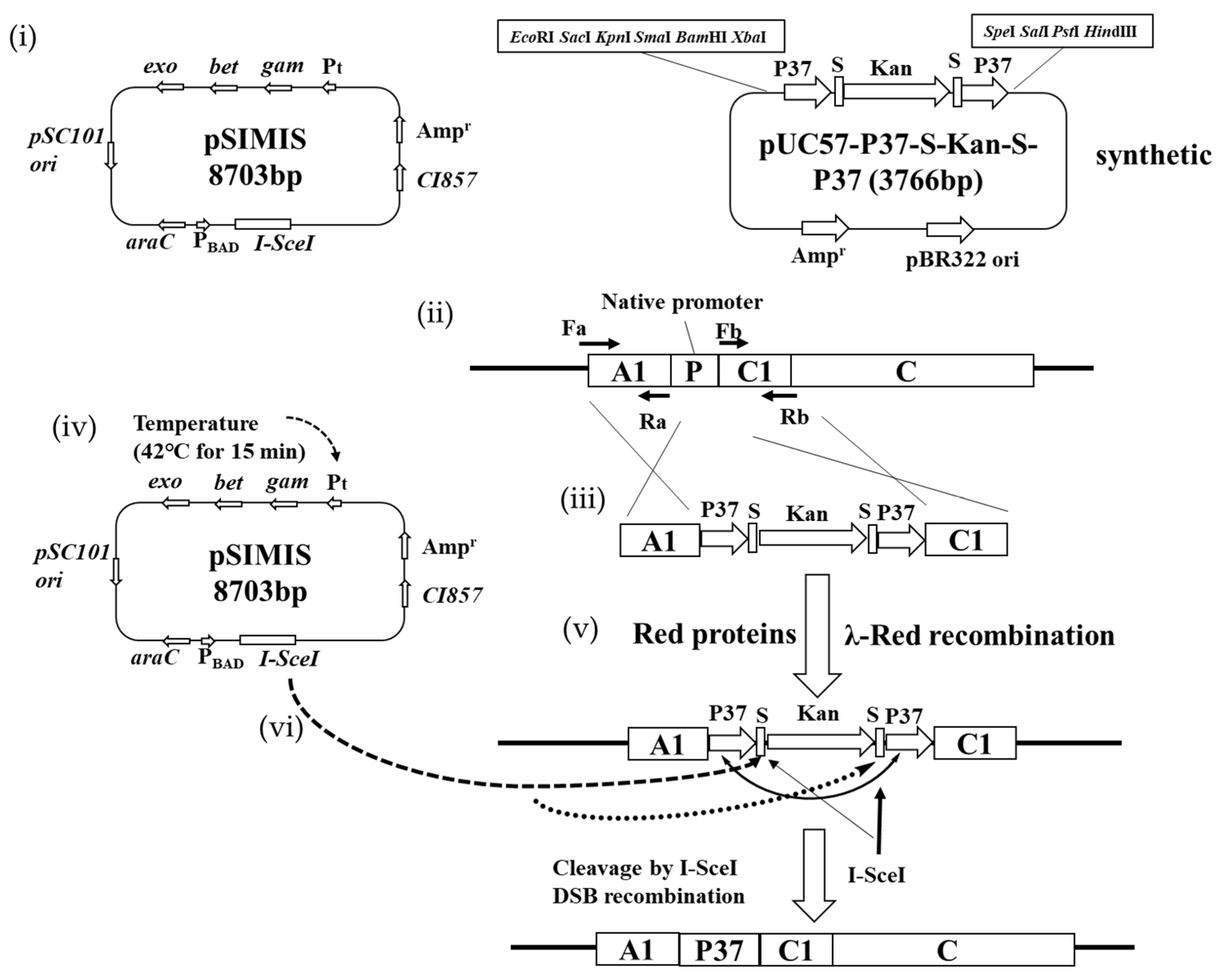 Biology 11 01484 g004 Biology 11 01484 g004