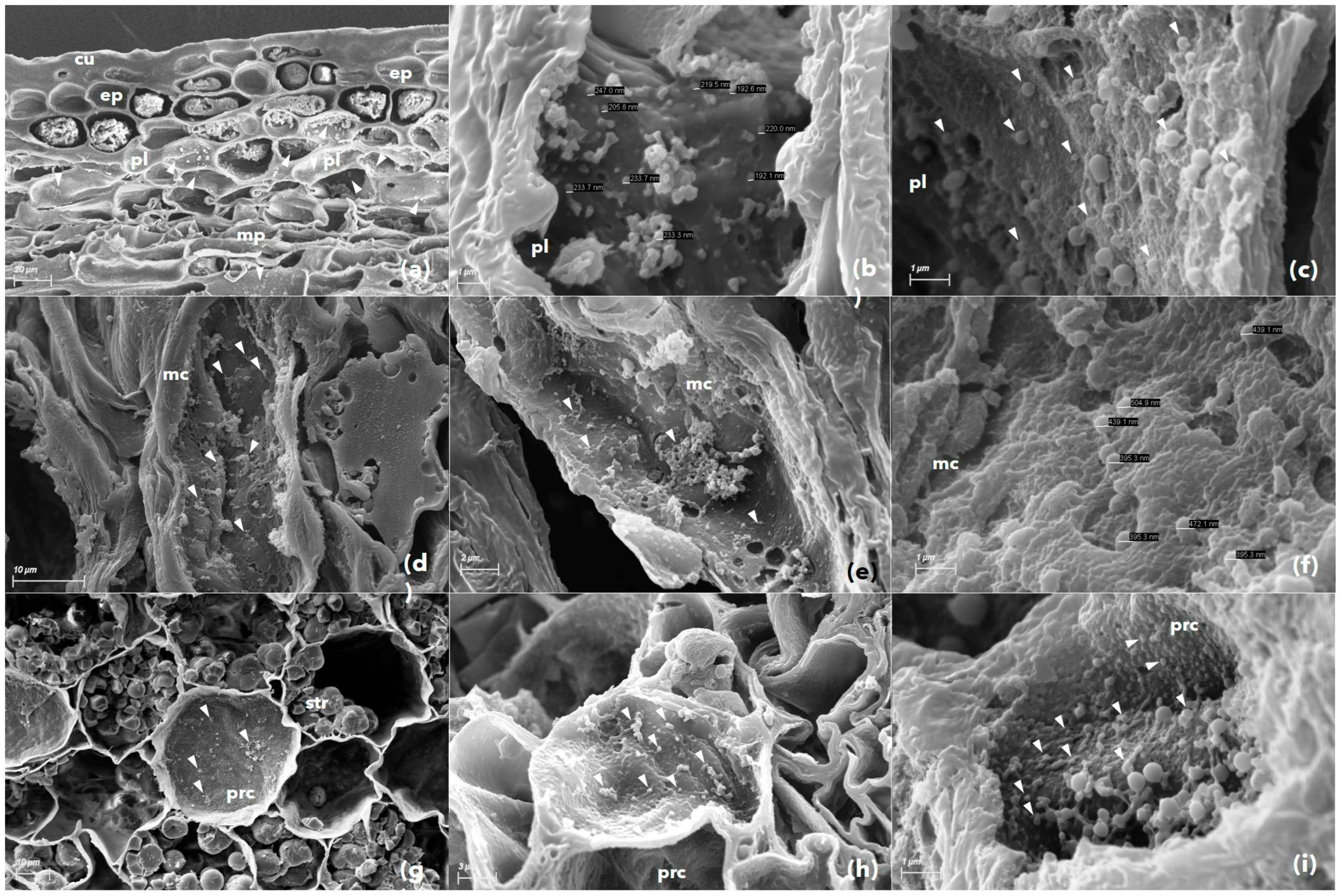 Biology 11 01494 g007