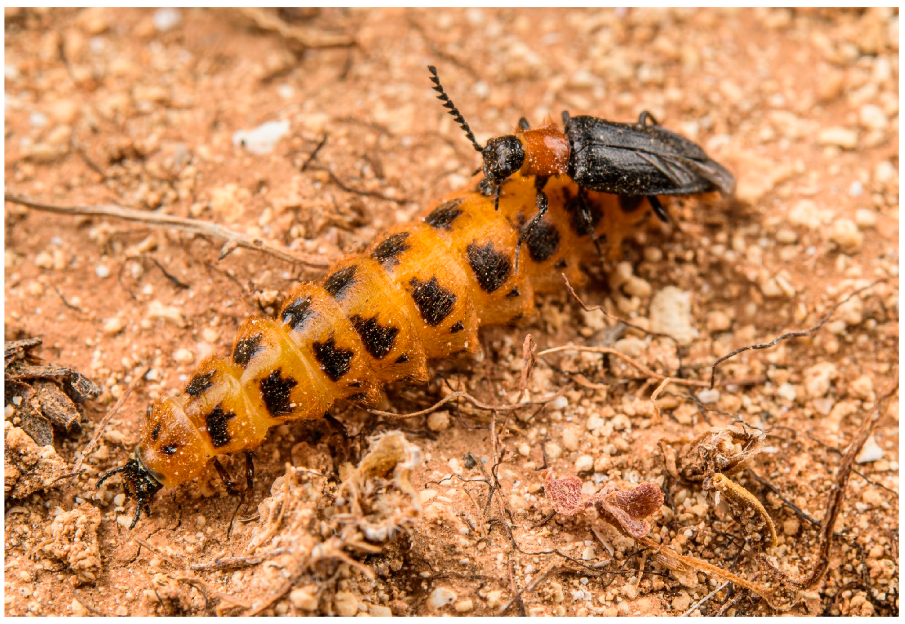 Biology 11 01503 g001