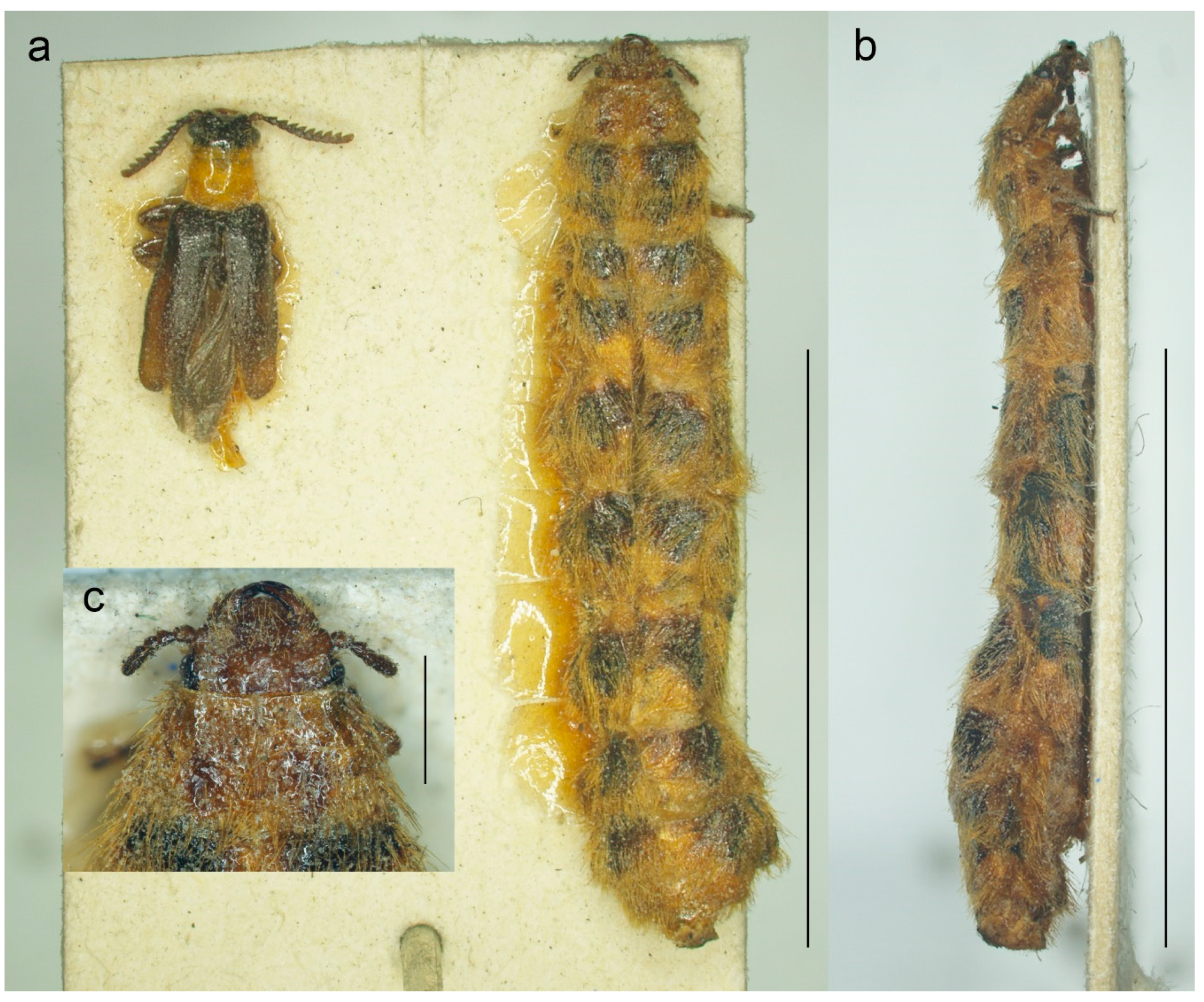 Biology 11 01503 g002