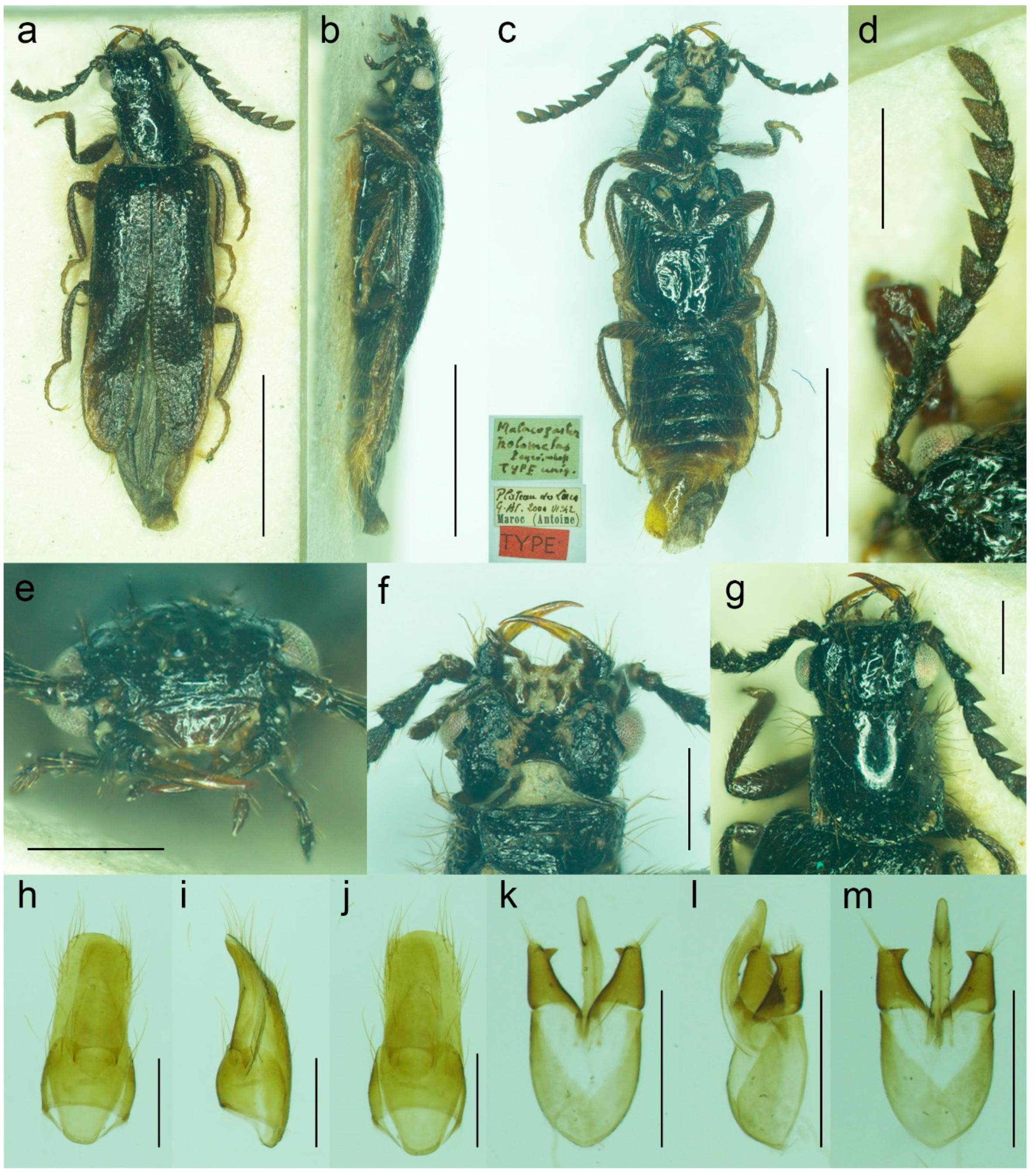 Biology 11 01503 g008