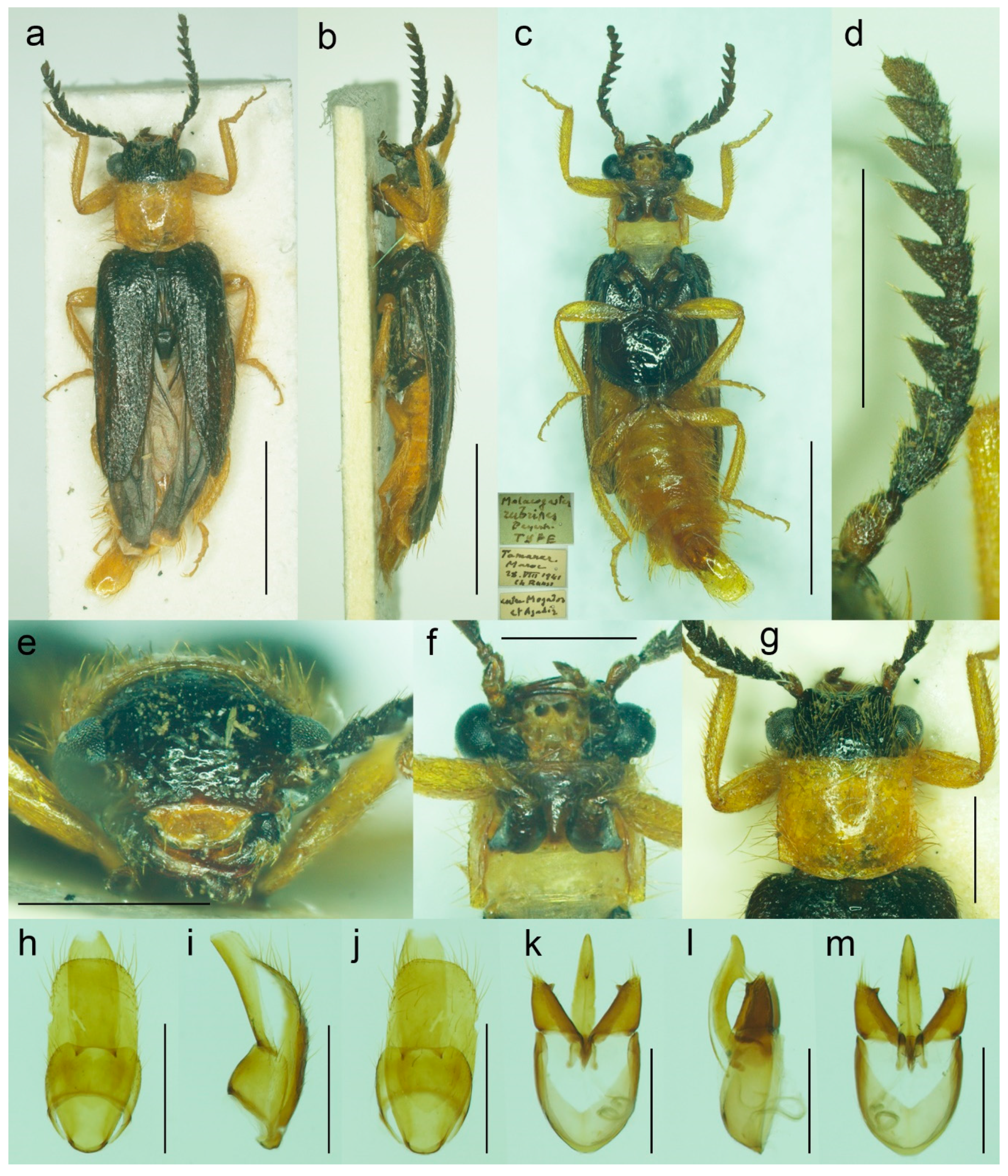 Biology 11 01503 g019