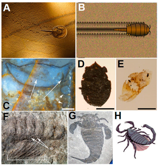 Biology | Free Full-Text | Was There a Cambrian Explosion on Land? The Case of Arthropod Terrestrialization Biology | Free Full-Text | Was There a Cambrian Explosion on Land? The Case of Arthropod Terrestrialization
