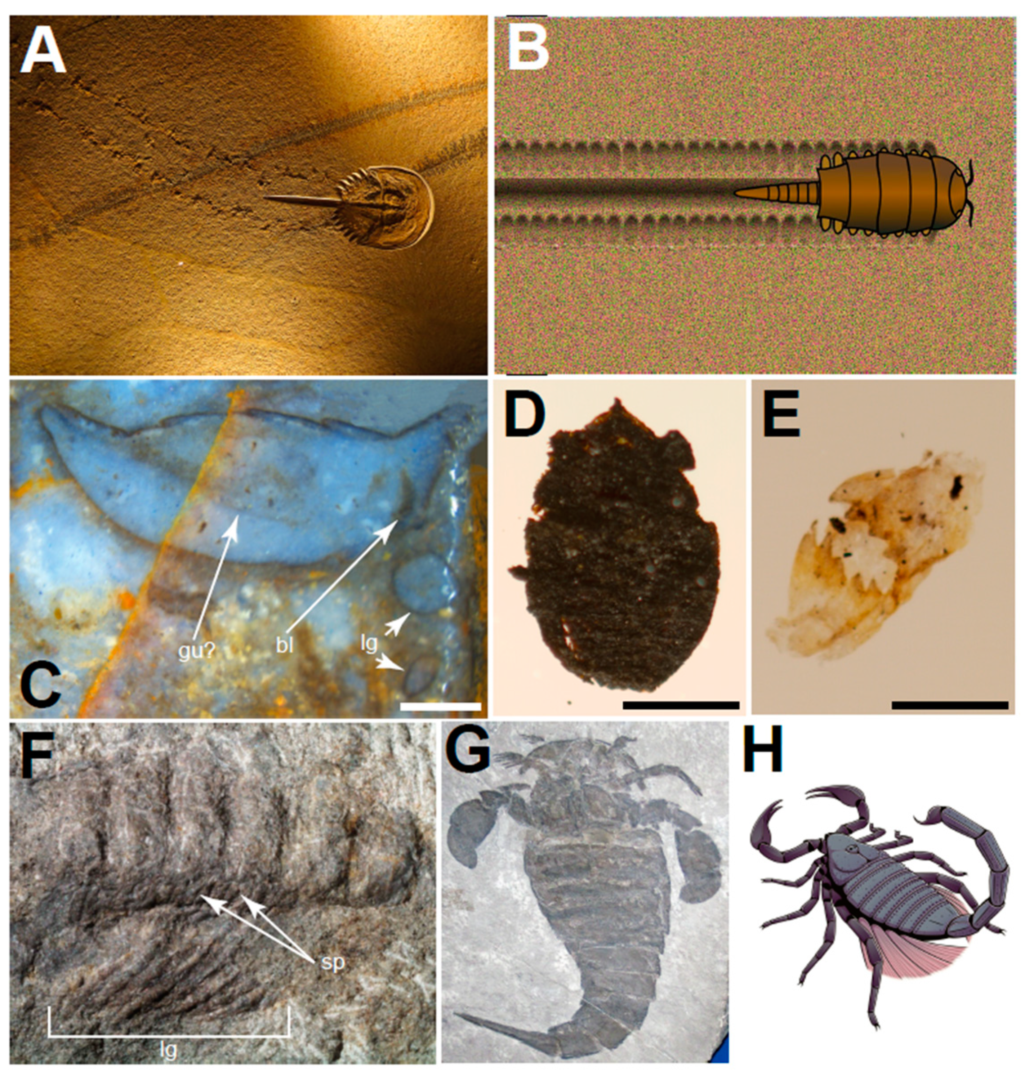 Biology | Free Full-Text | Was There a Cambrian Explosion on Land? The Case  of Arthropod Terrestrialization