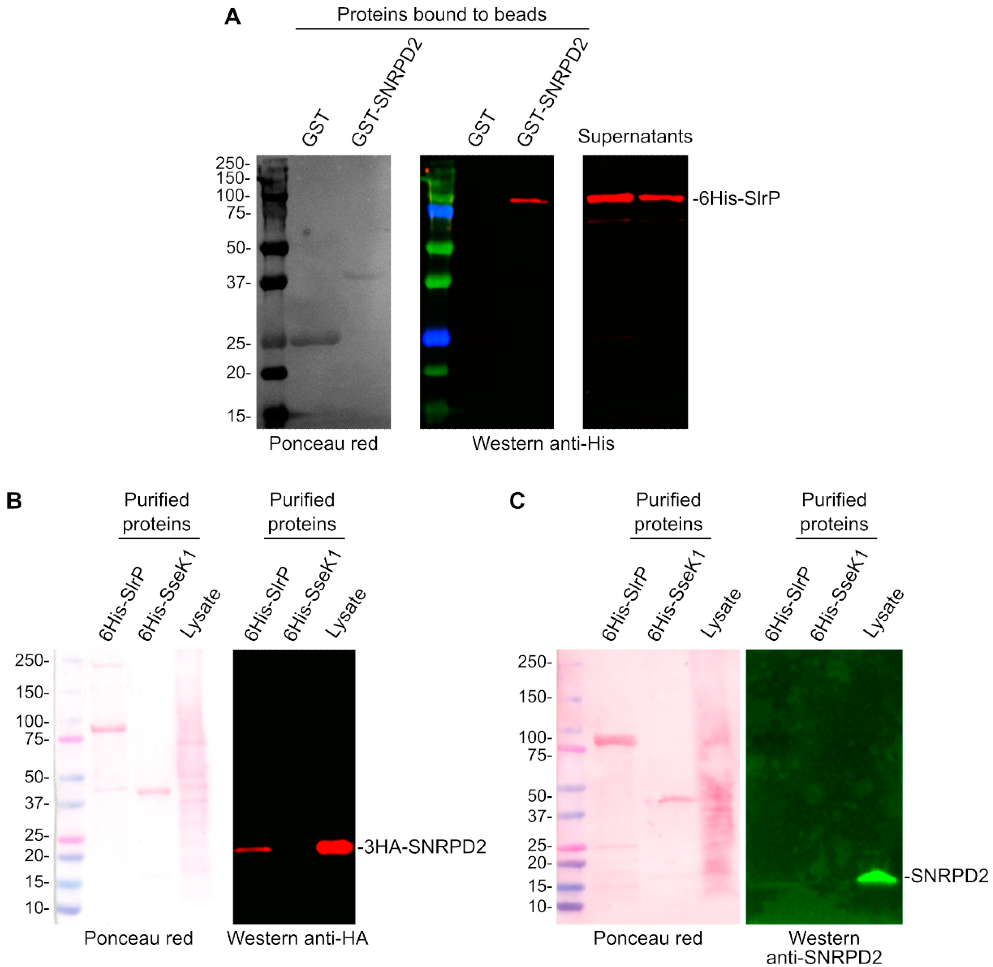Biology 11 01517 g002