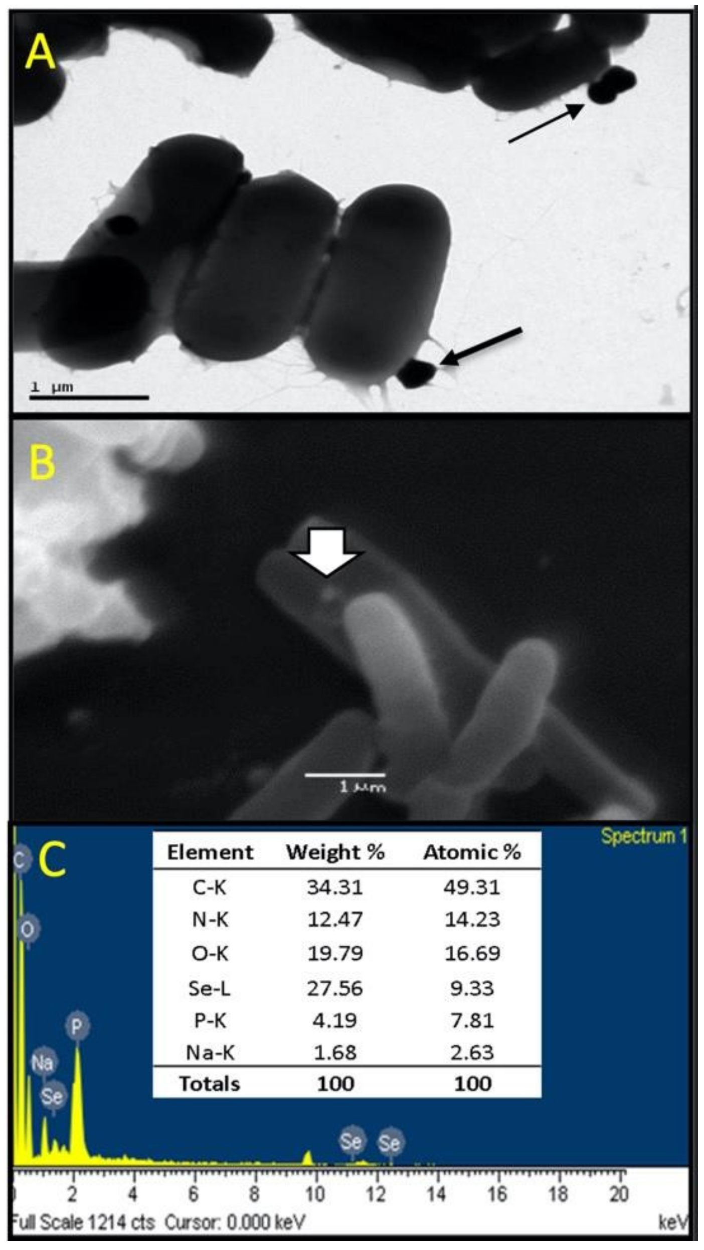 Biology 11 01523 g002 Biology 11 01523 g002