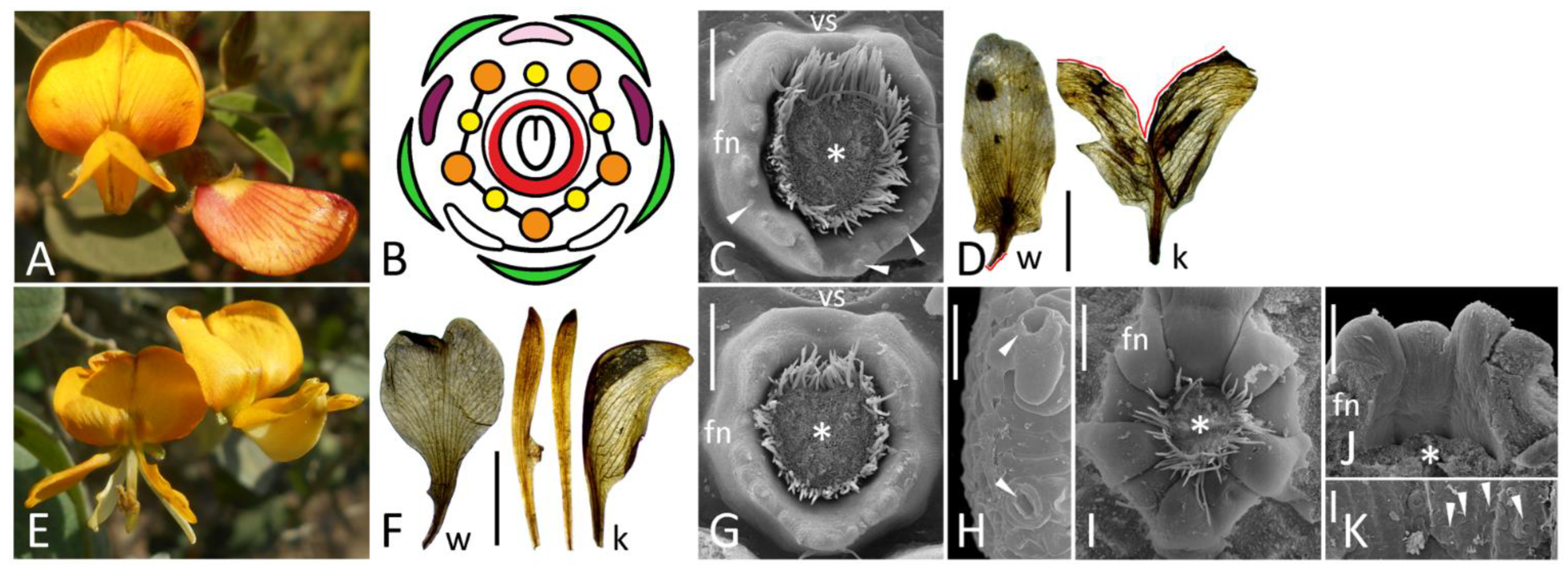 Phenotypes of Floral Nectaries in Developmental Mutants of