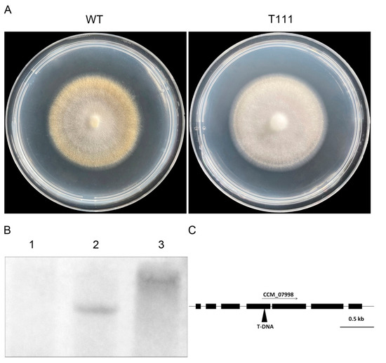 Cmcrf1, a Putative Zn2Cys6 Fungal Transcription Factor, Is