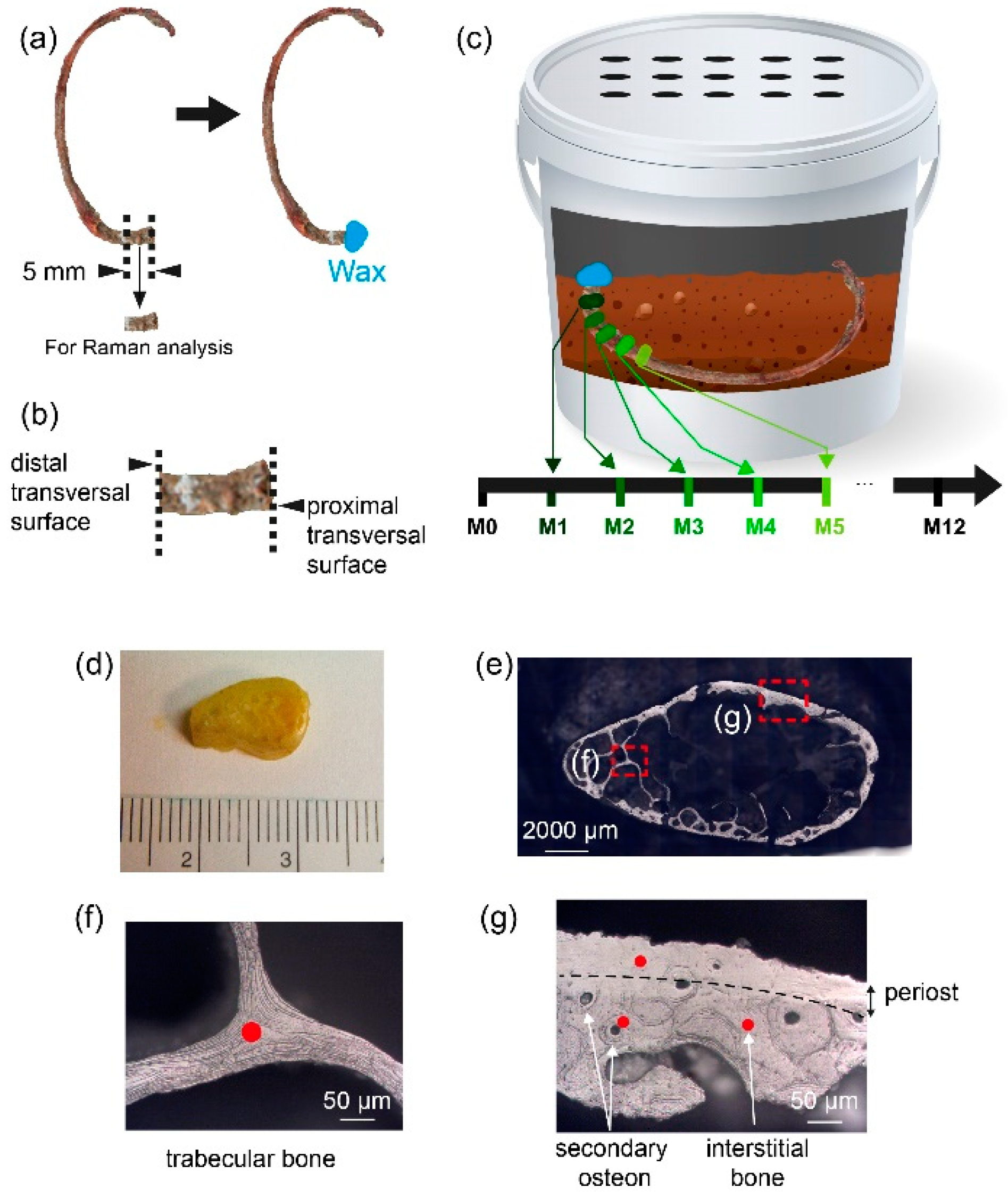 Biology 11 01542 g001