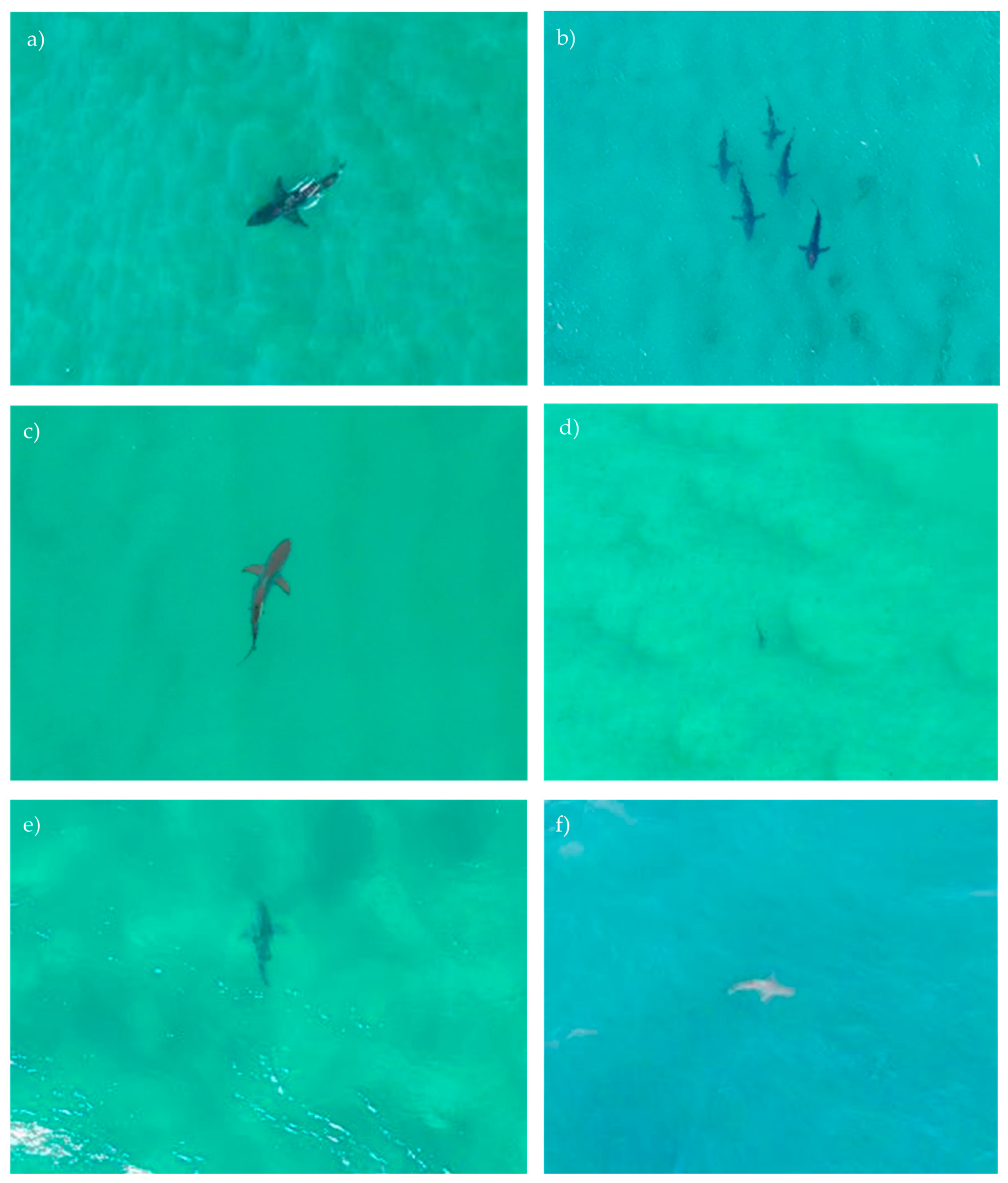 Biology 11 01552 g003 Biology 11 01552 g003