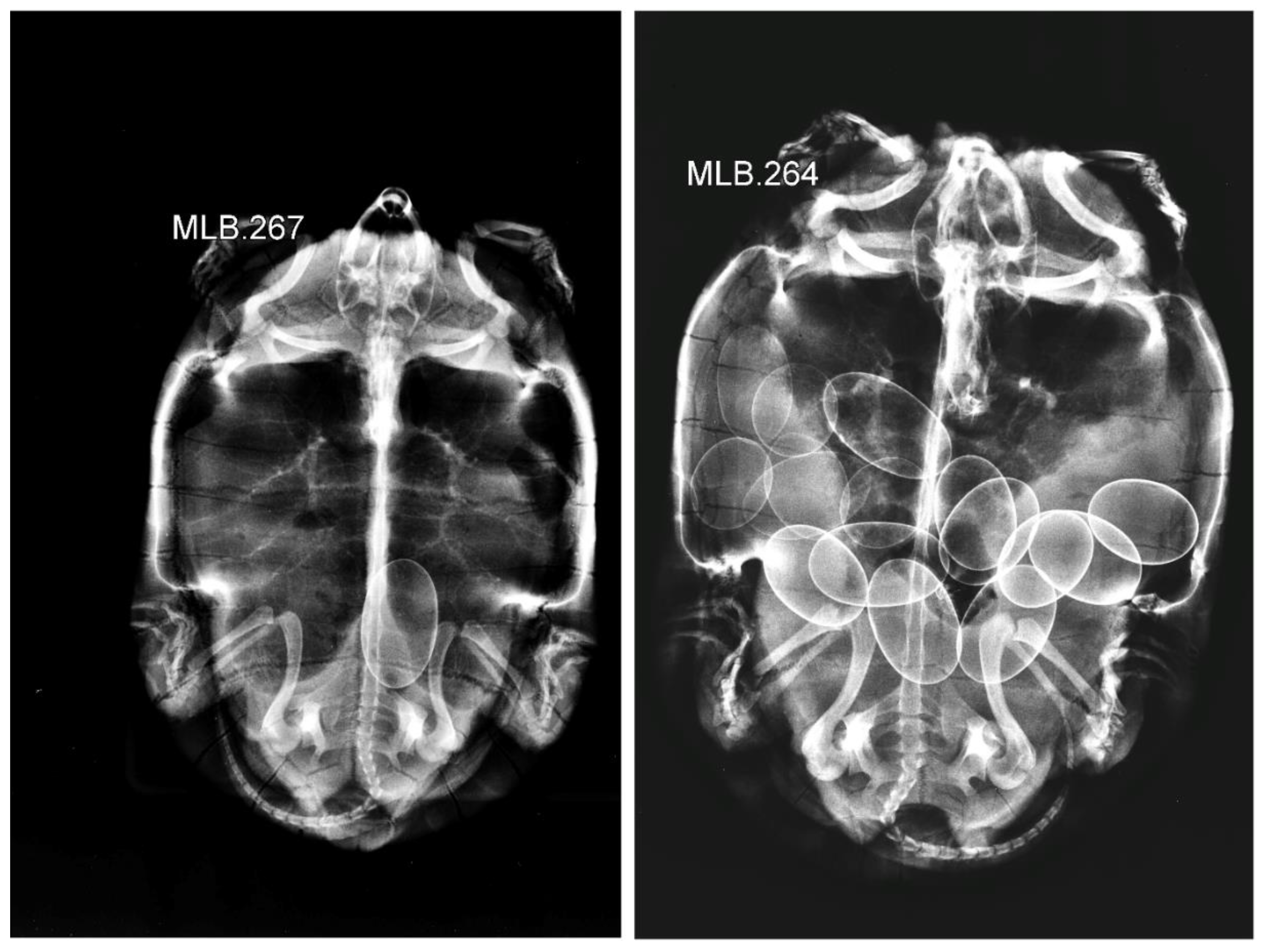 Biology 11 01562 g001